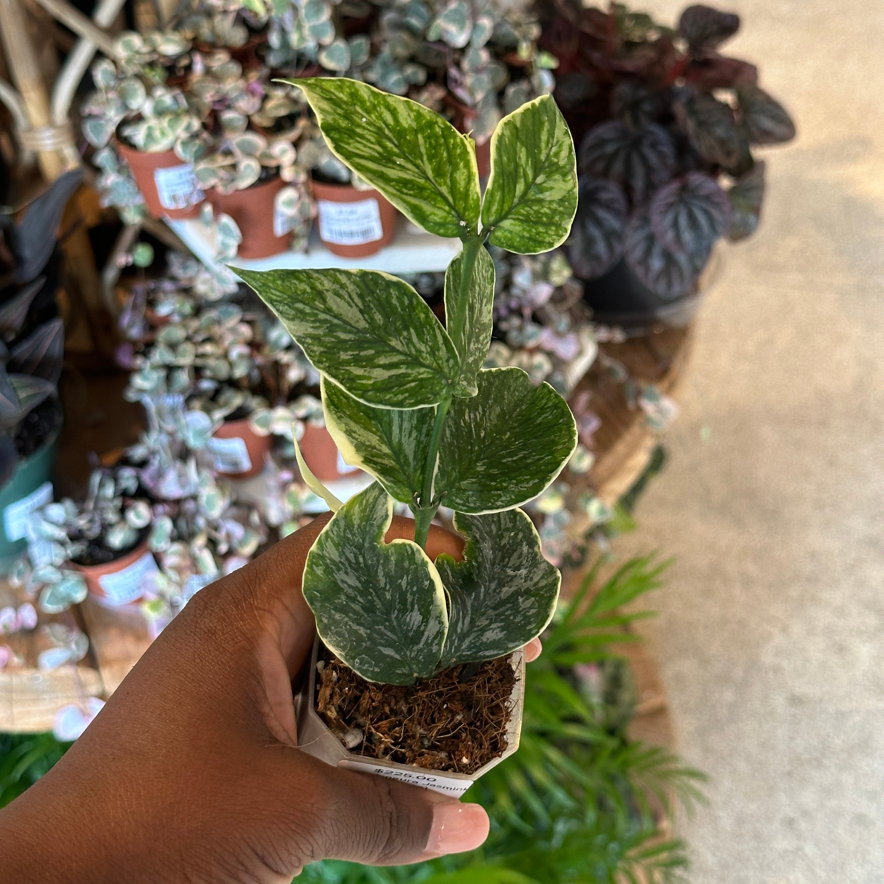 Hoya Polyneura Jasminka 3
