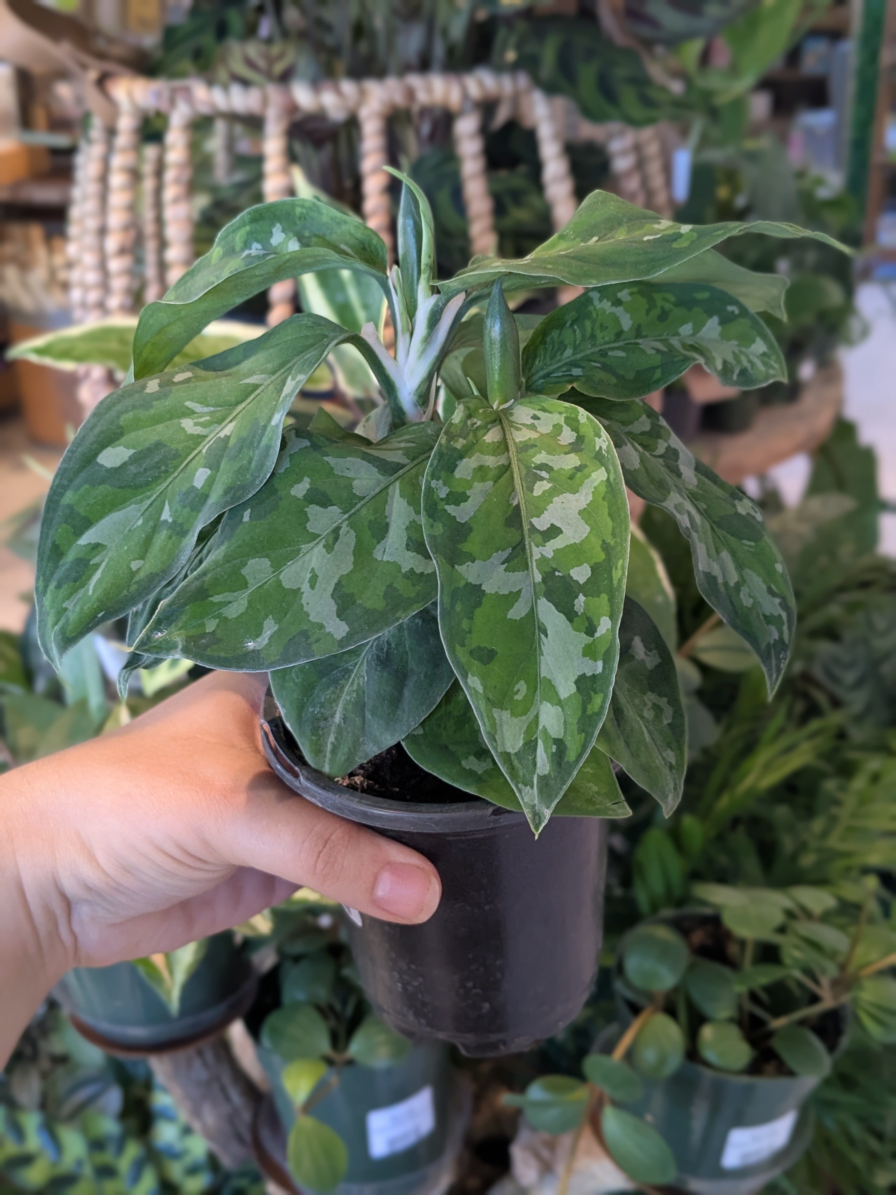 Aglaonema Pictum Tricolor 'Peacock' 4