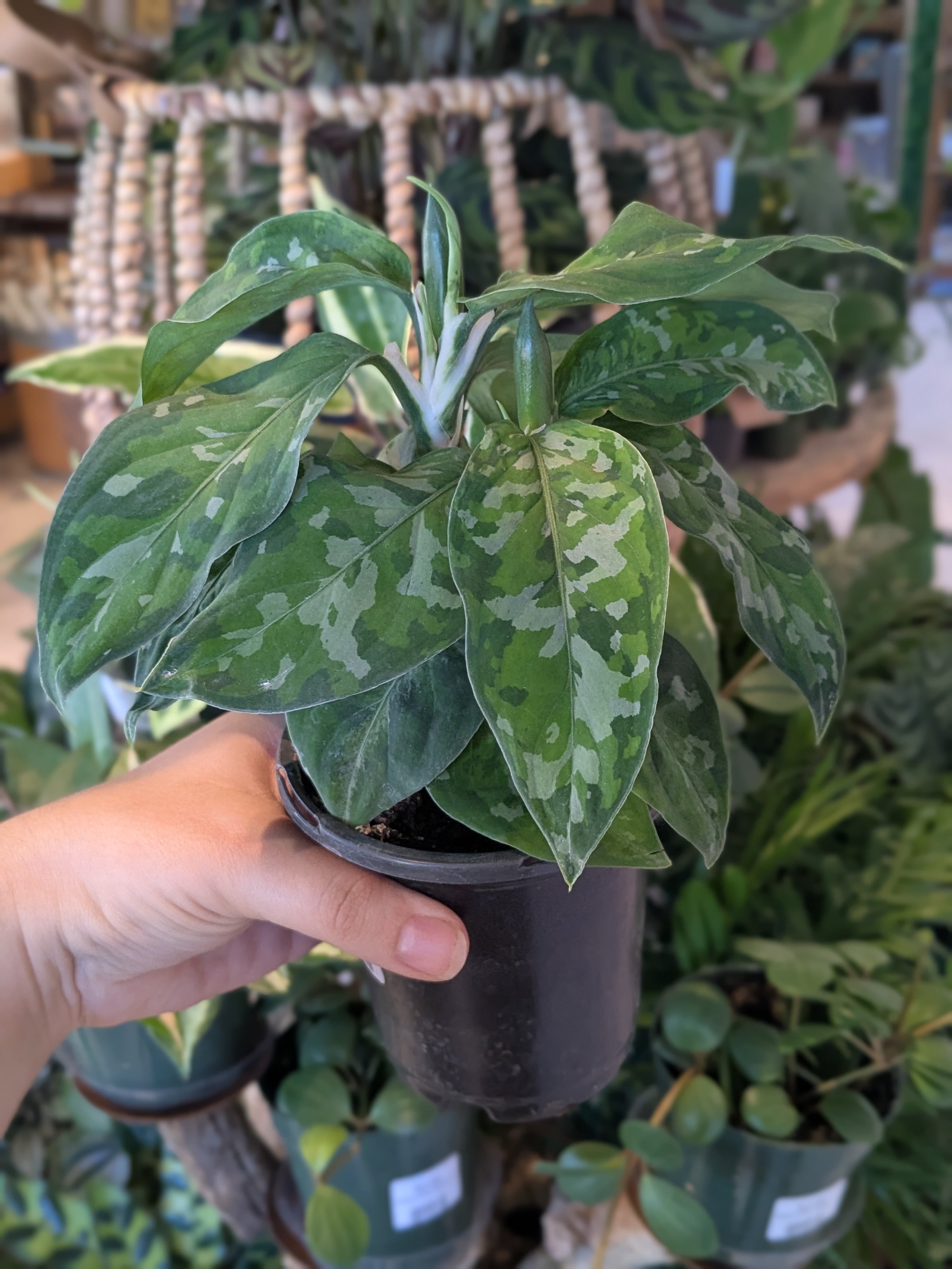 Aglaonema Pictum Tricolor 'Peacock' 4