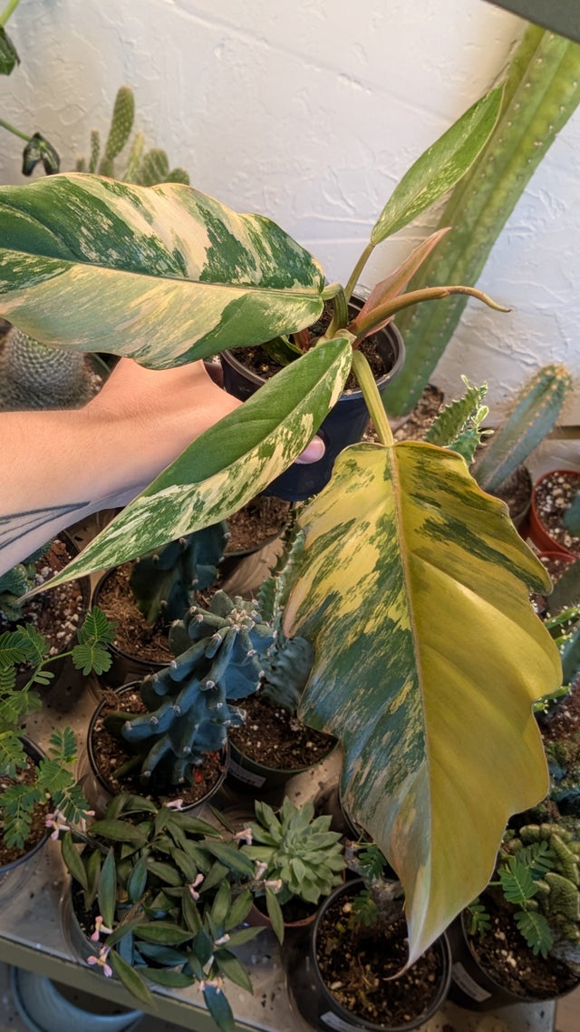 Philodendron | Plantstay | Gainesville Houseplant Shop
