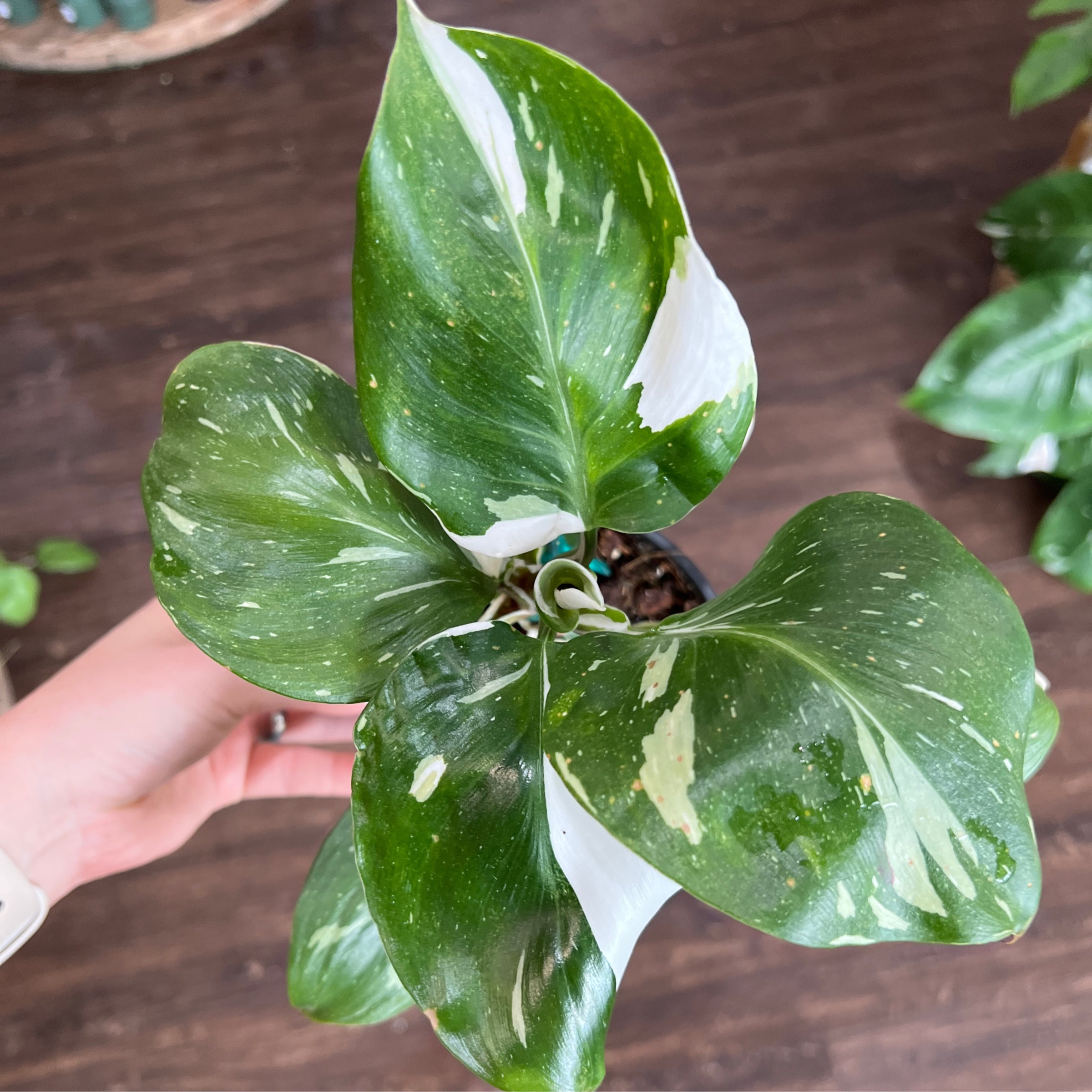 Philodendron Pink Princess Marble King 8" w/ Pole | Plantstay | Gainesville  Houseplant Shop