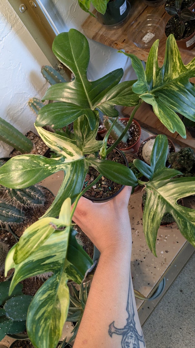 philodendron squamiferum blood Philodendron squamiferum