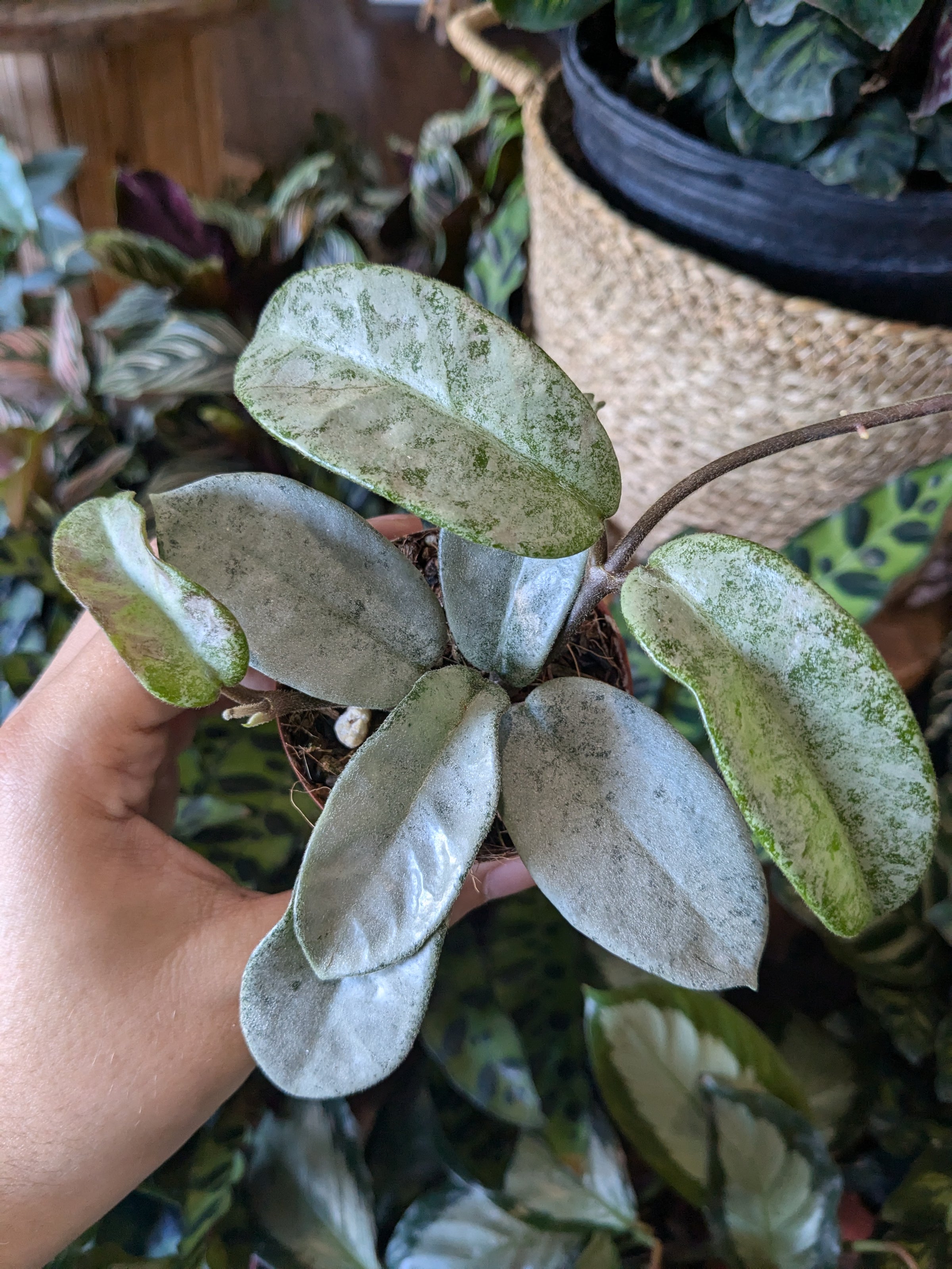 Hoya Carnosa 'Nova Ghost' 3