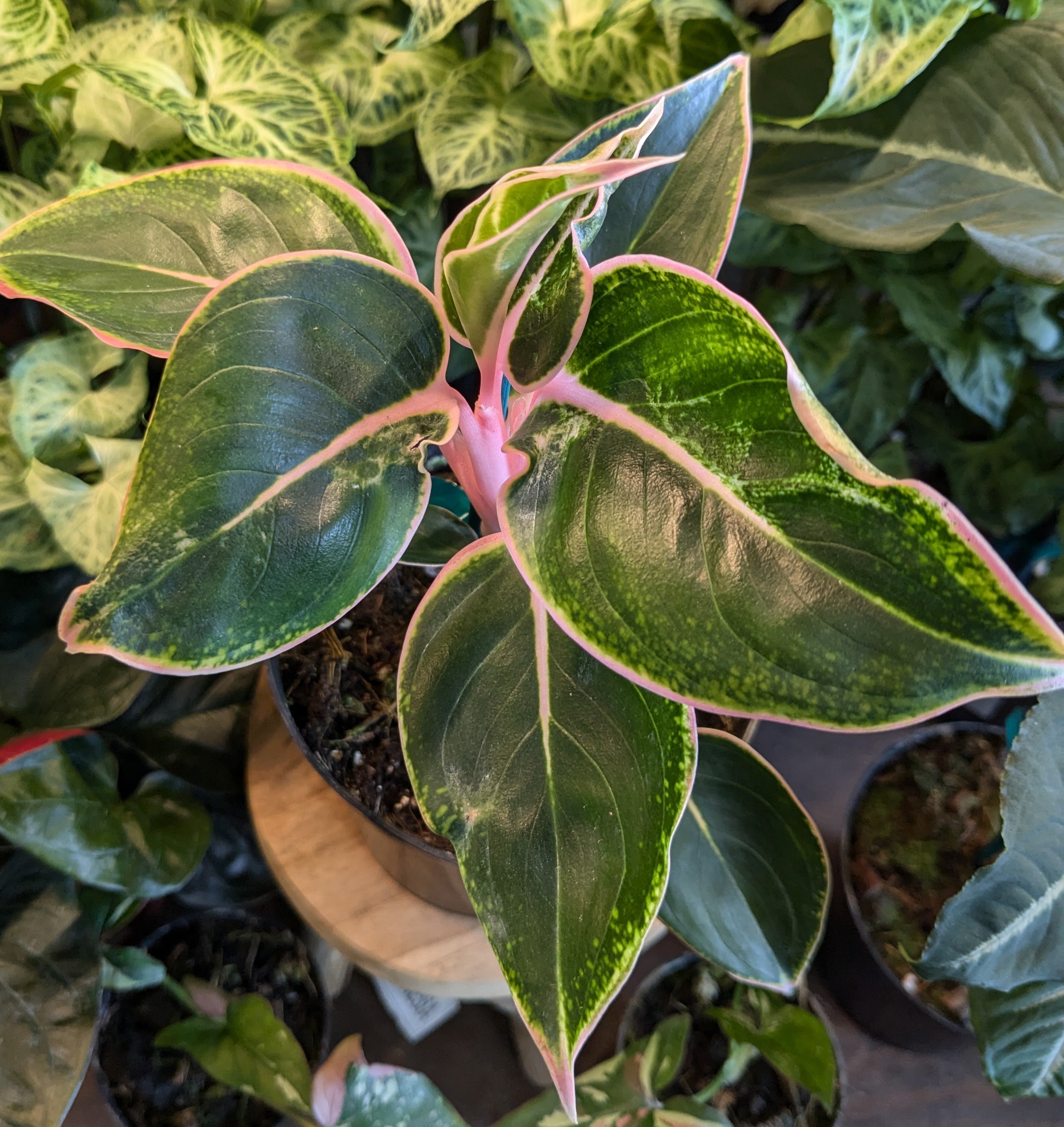 aglaonema-pink-siam-4-plantstay-gainesville-houseplant-shop