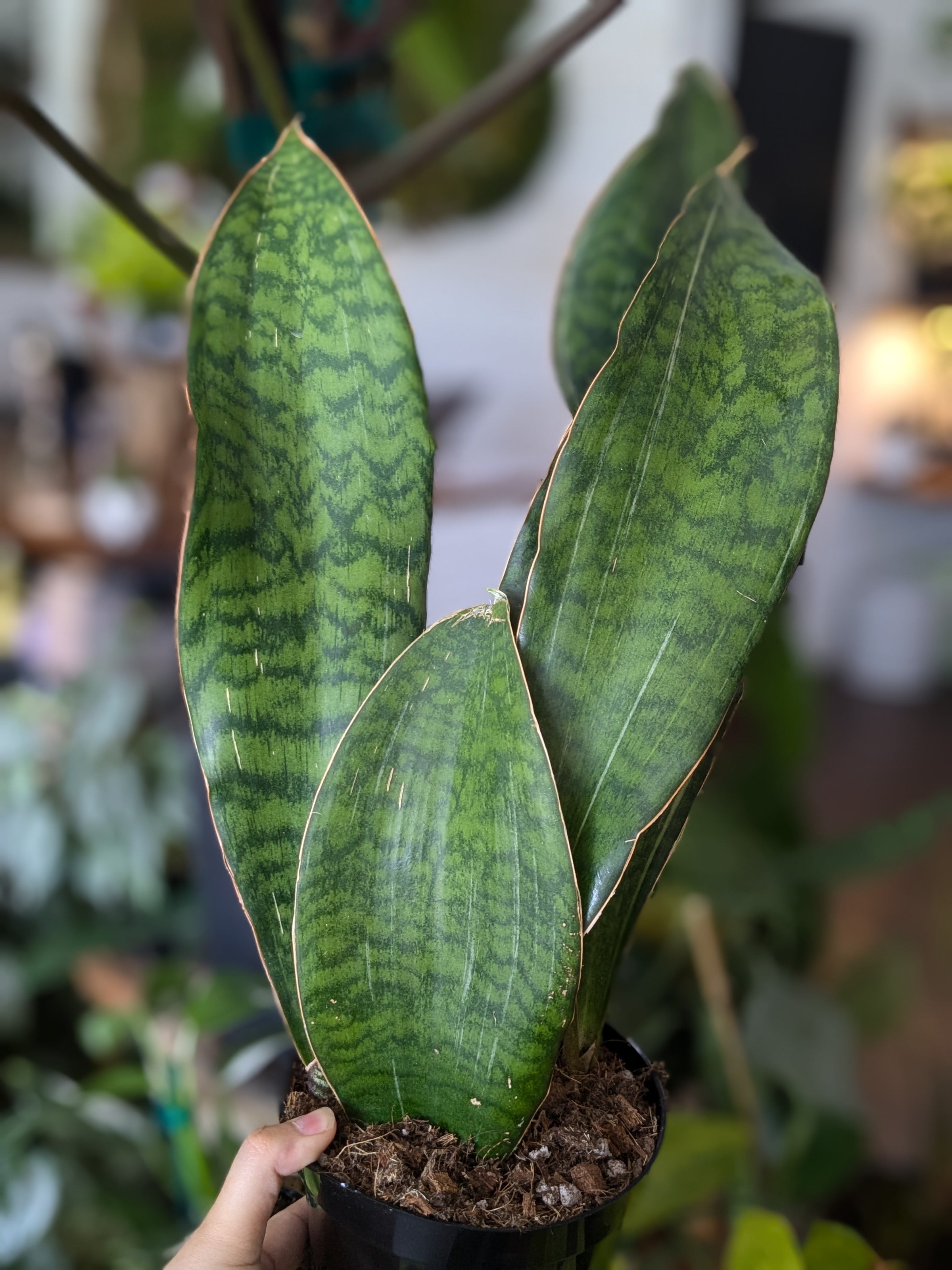 Whale Fin Sansevieria - 6" pot
