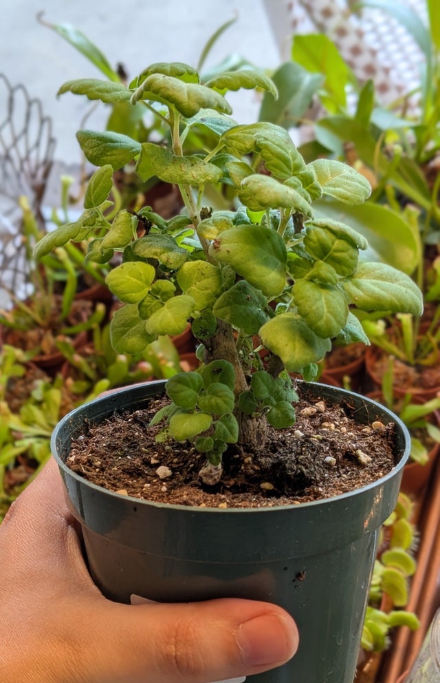 Newest Plants | Plantstay | Gainesville Houseplant Shop