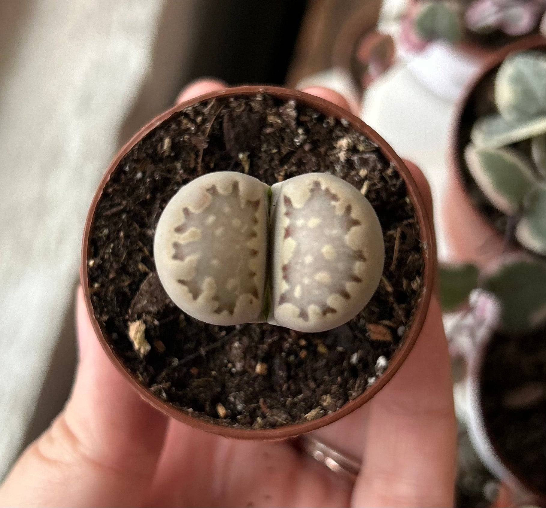 Lithops Hookeri | Living stone | Succulent butts | Rooted pieces