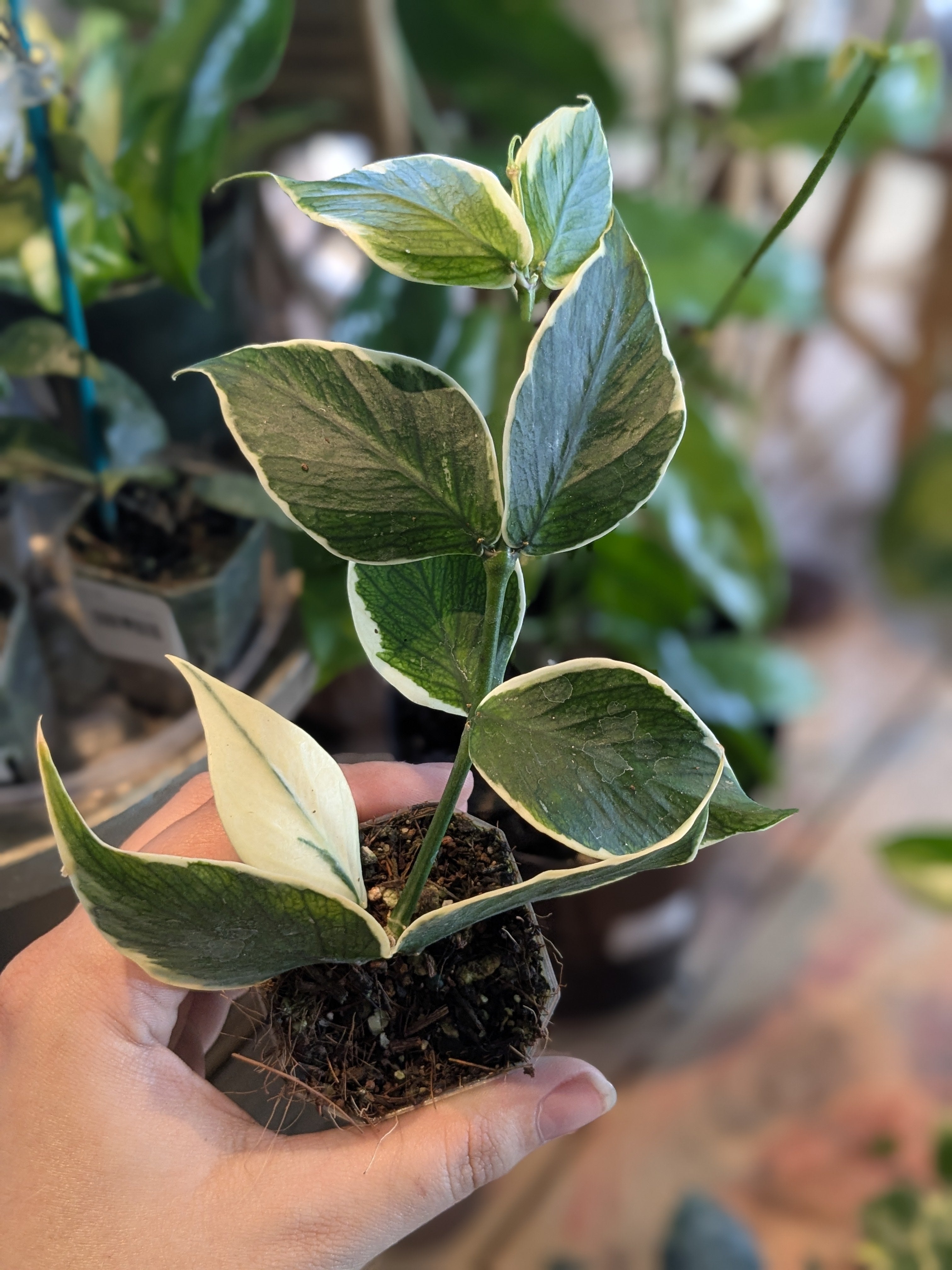 Hoya Polyneura Albo | Plantstay | Gainesville Houseplant Shop