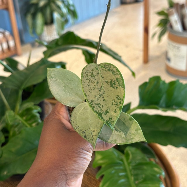 Hoya Verticillata Silver Heart 2