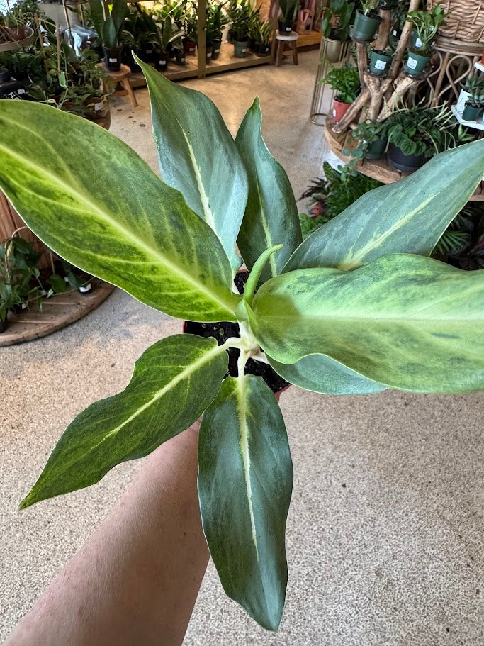 Aglaonema Ghost 6"