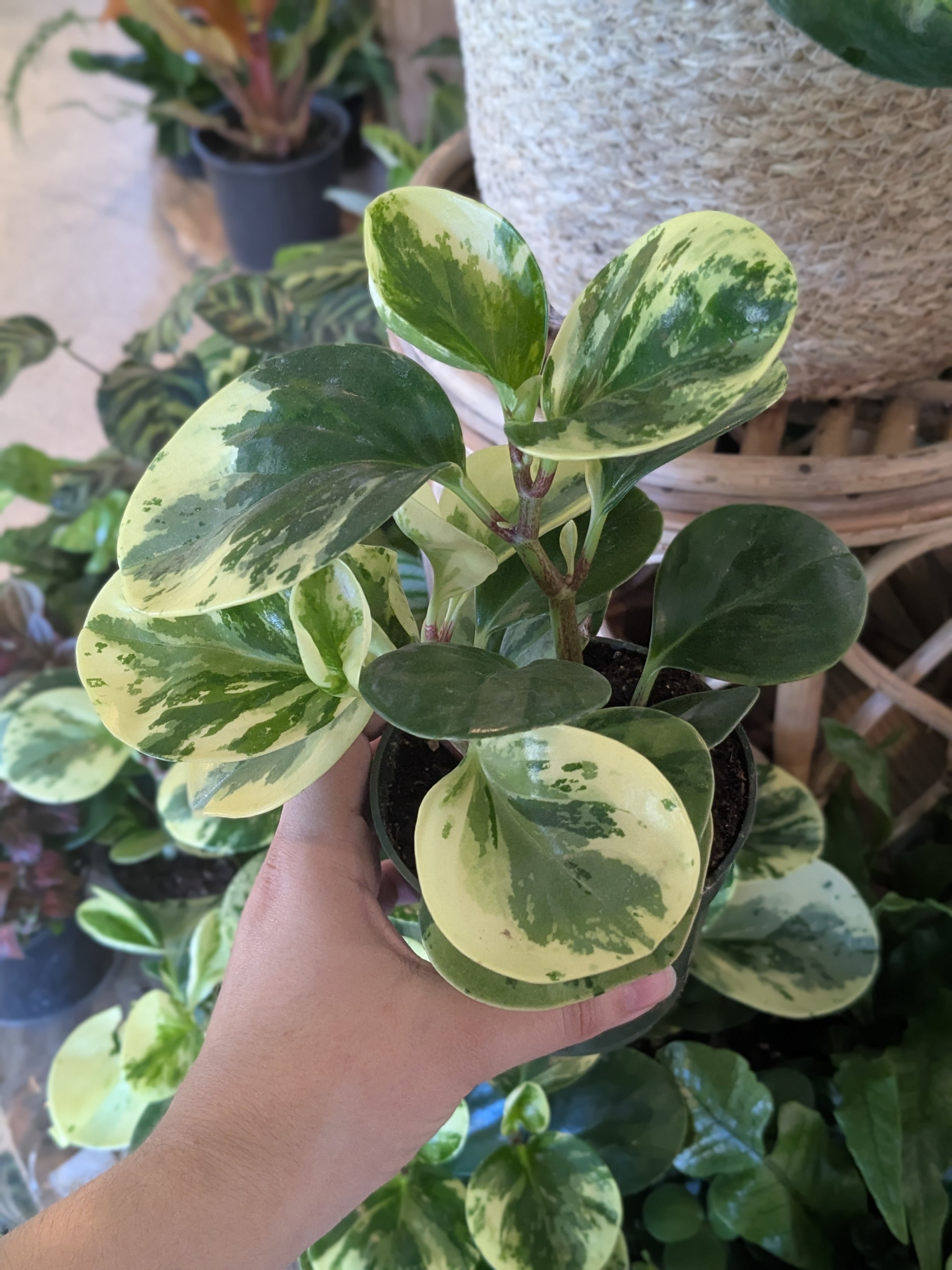 Peperomia Obtusifolia 'Marble 4" | Plantstay | Gainesville Houseplant Shop