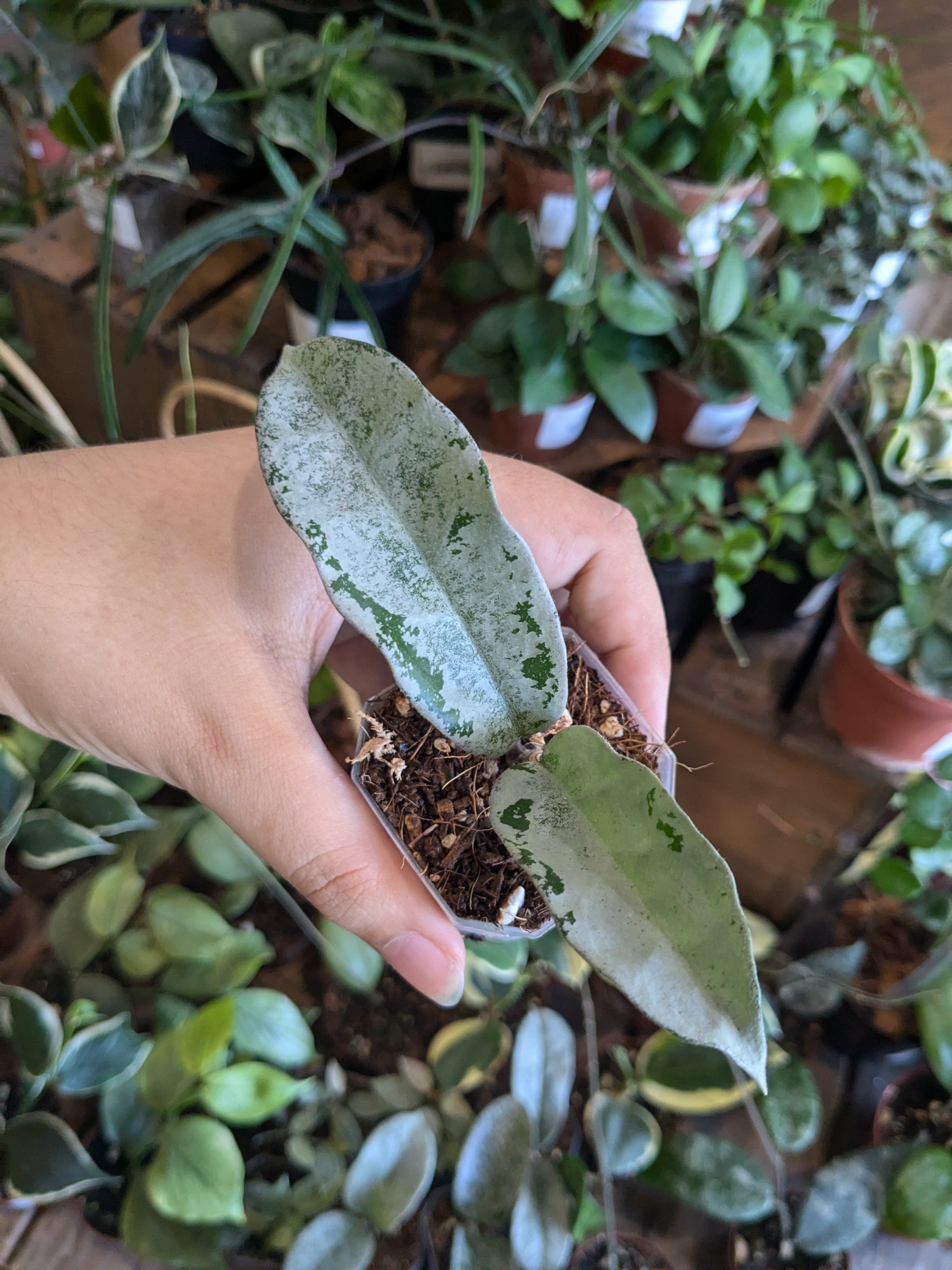 Hoya Carnosa 'Nova Ghost' 3