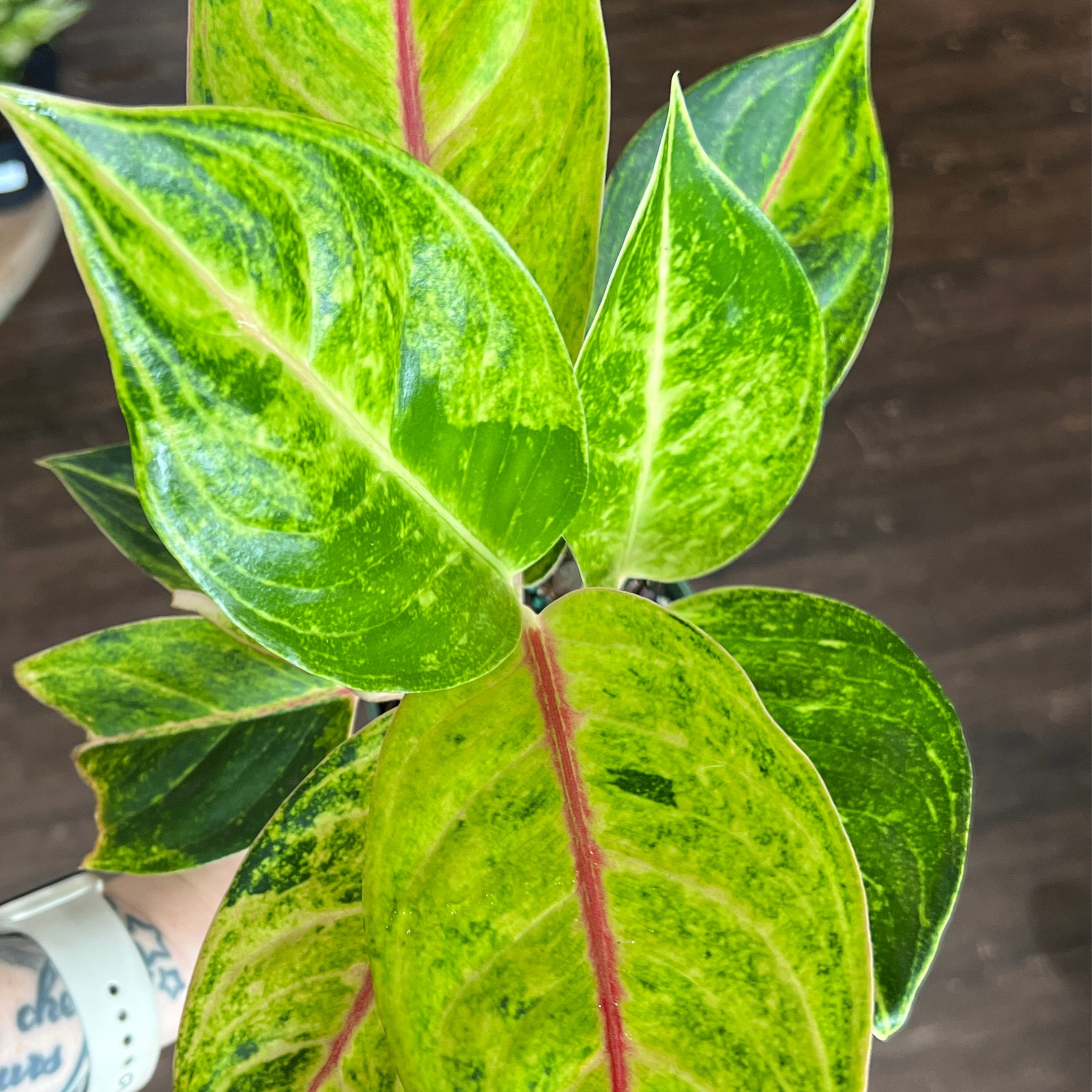 Aglaonema 'Green Papaya' 6" | Plantstay | Gainesville Houseplant Shop