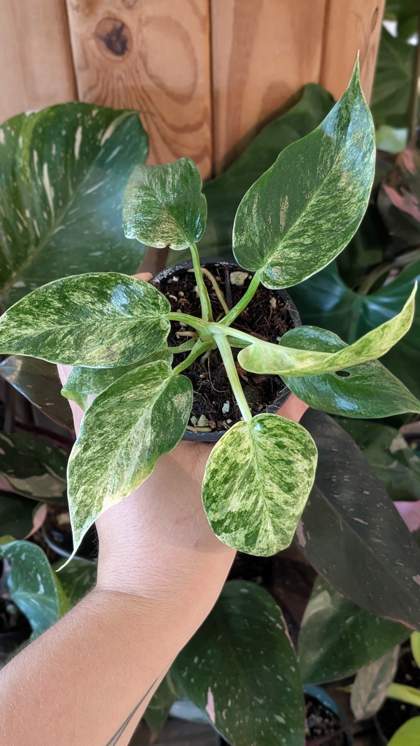 Philodendron Giganteum Variegated (Marble) 3"