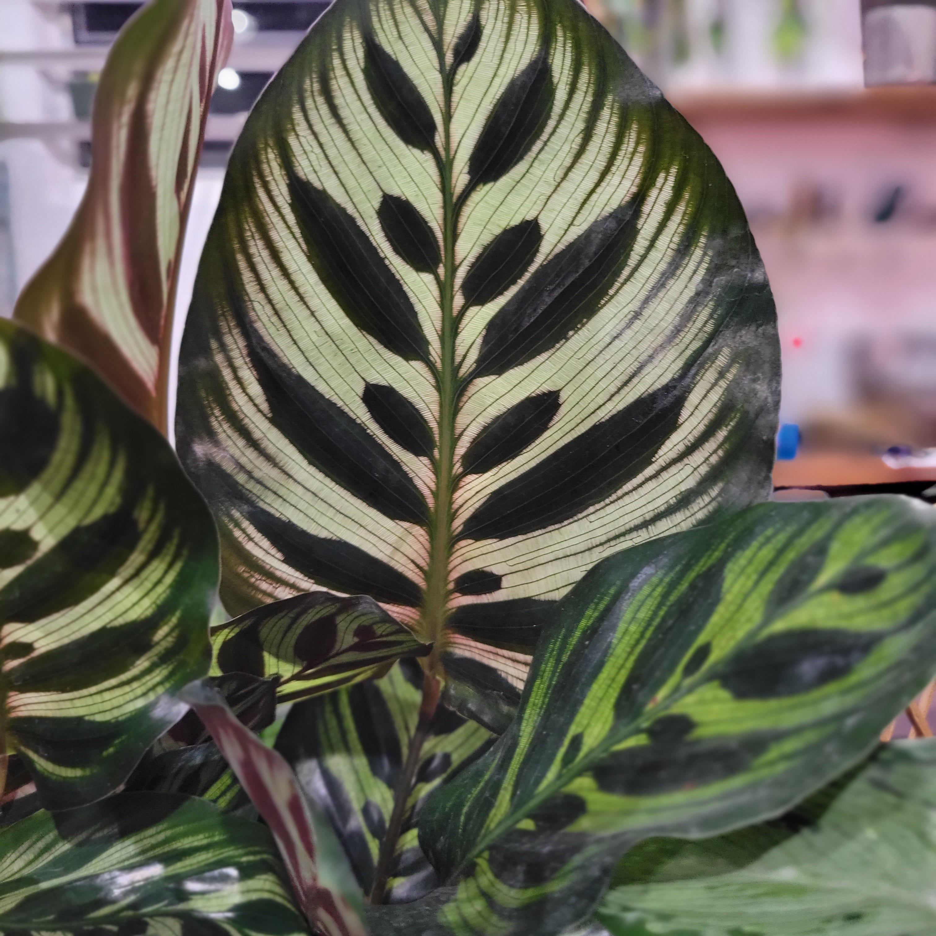 Peacock Plant, Calathea Makoyana - Plant
