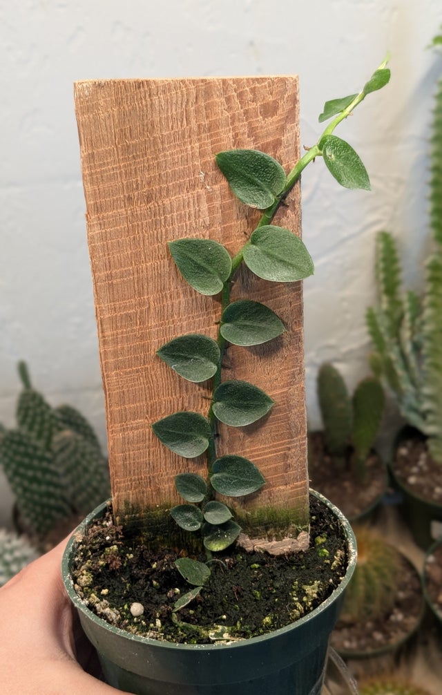 Newest Plants | Plantstay | Gainesville Houseplant Shop