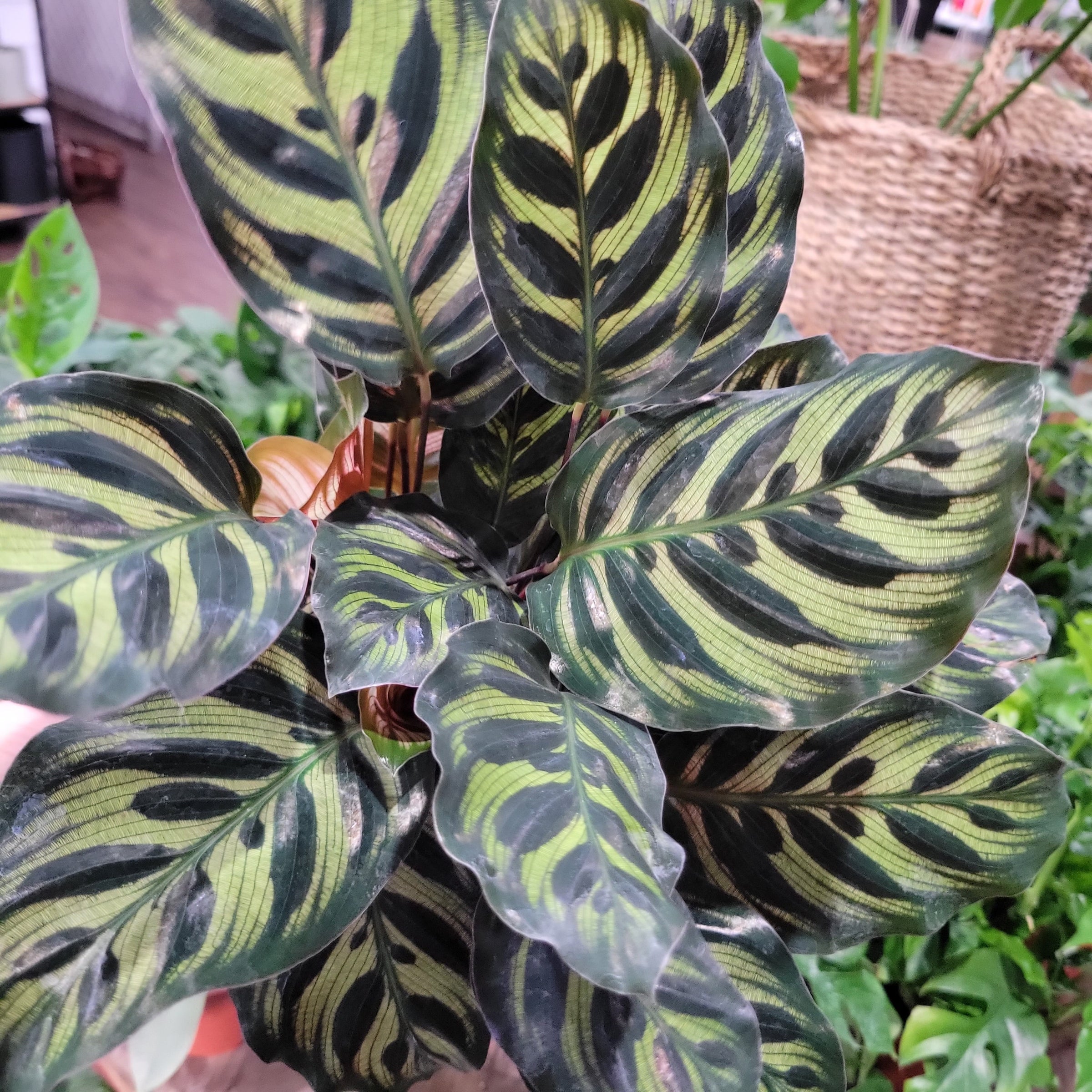 Peacock Plant, Calathea Makoyana - Plant