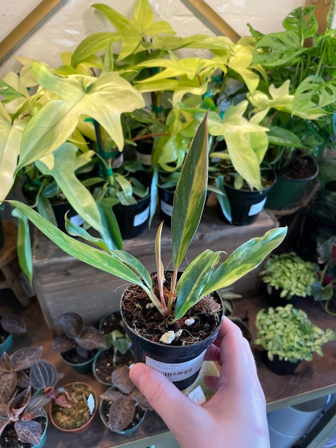 zeezee plant yellow leaves Medium ZZ Plant 'Chameleon' – Dahing Plants main image 0