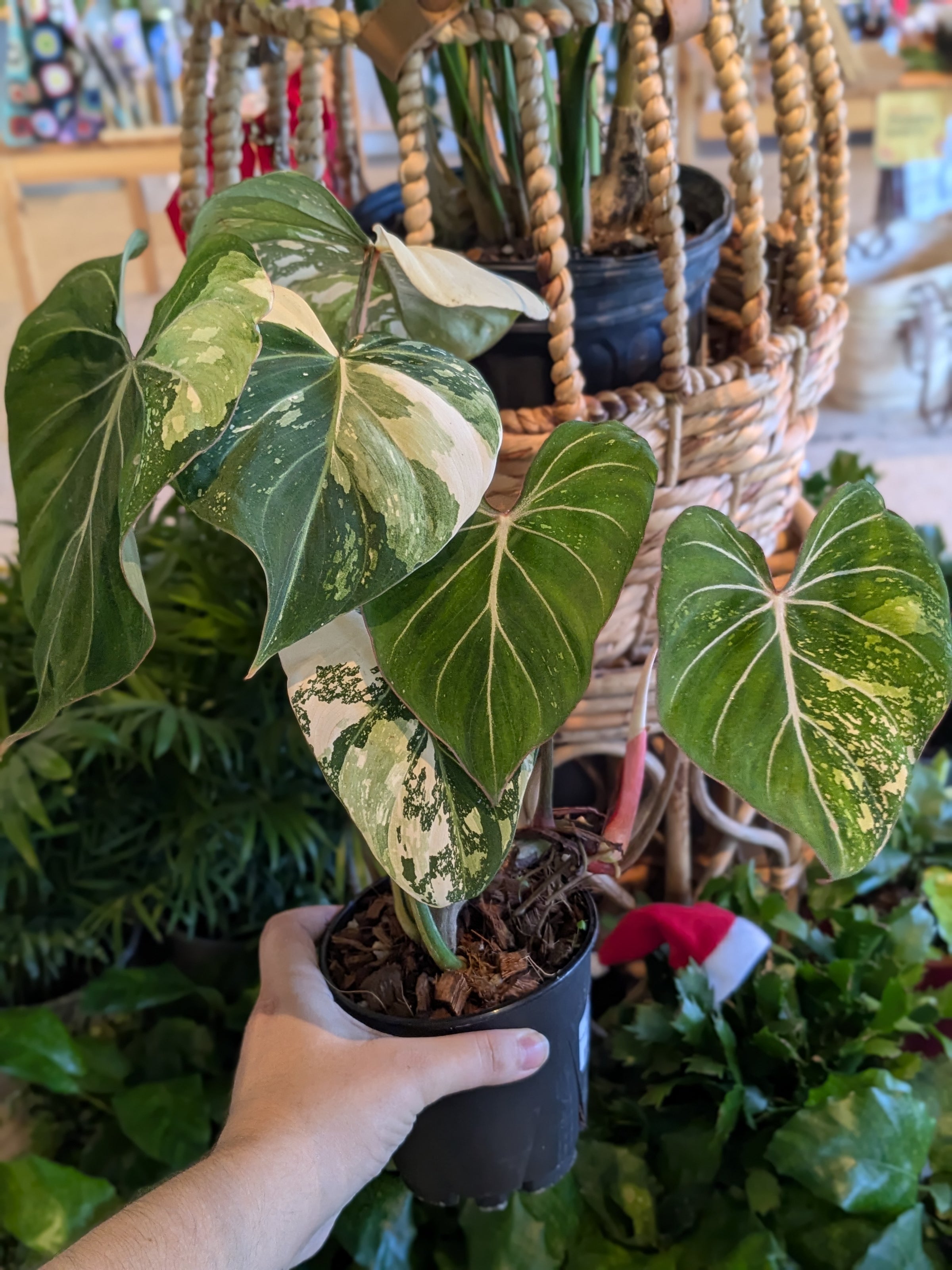 Philodendron gloriosum Variegated | Plantstay | Gainesville Houseplant Shop