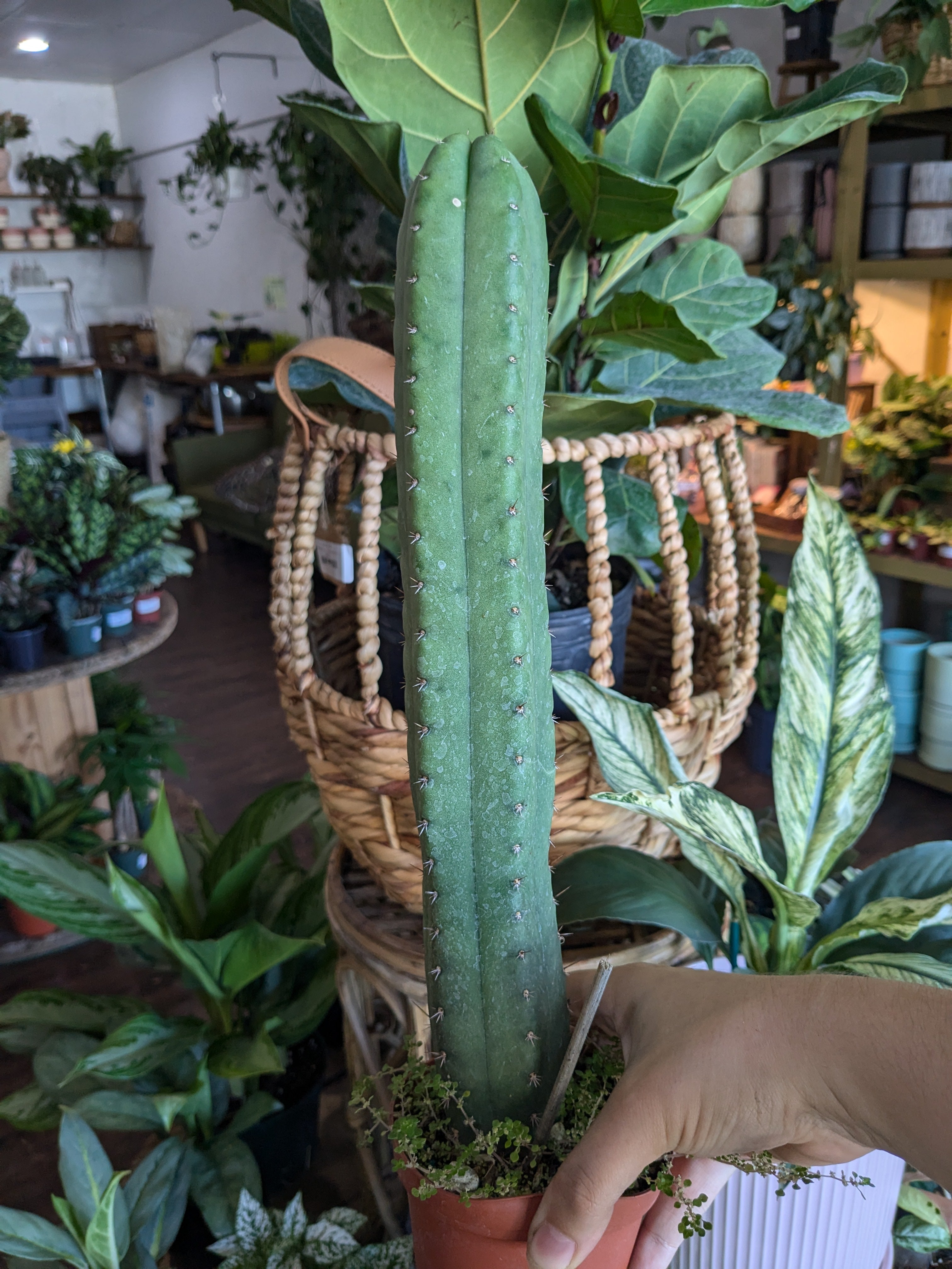 San Pedro Cactus | Plantstay | Gainesville Houseplant Shop