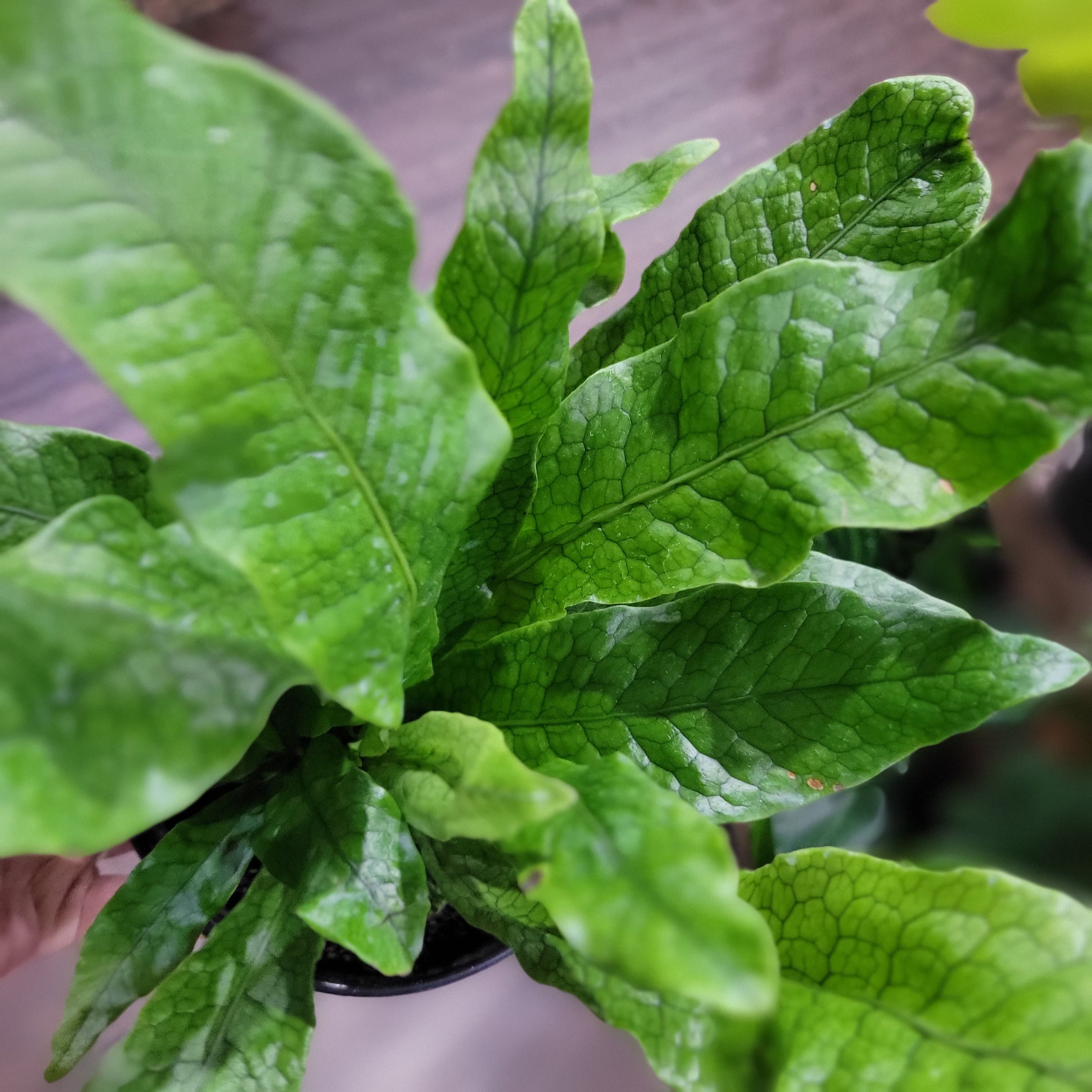 microsorum-musifolium-crocodile-fern-8-hb-plantstay-gainesville