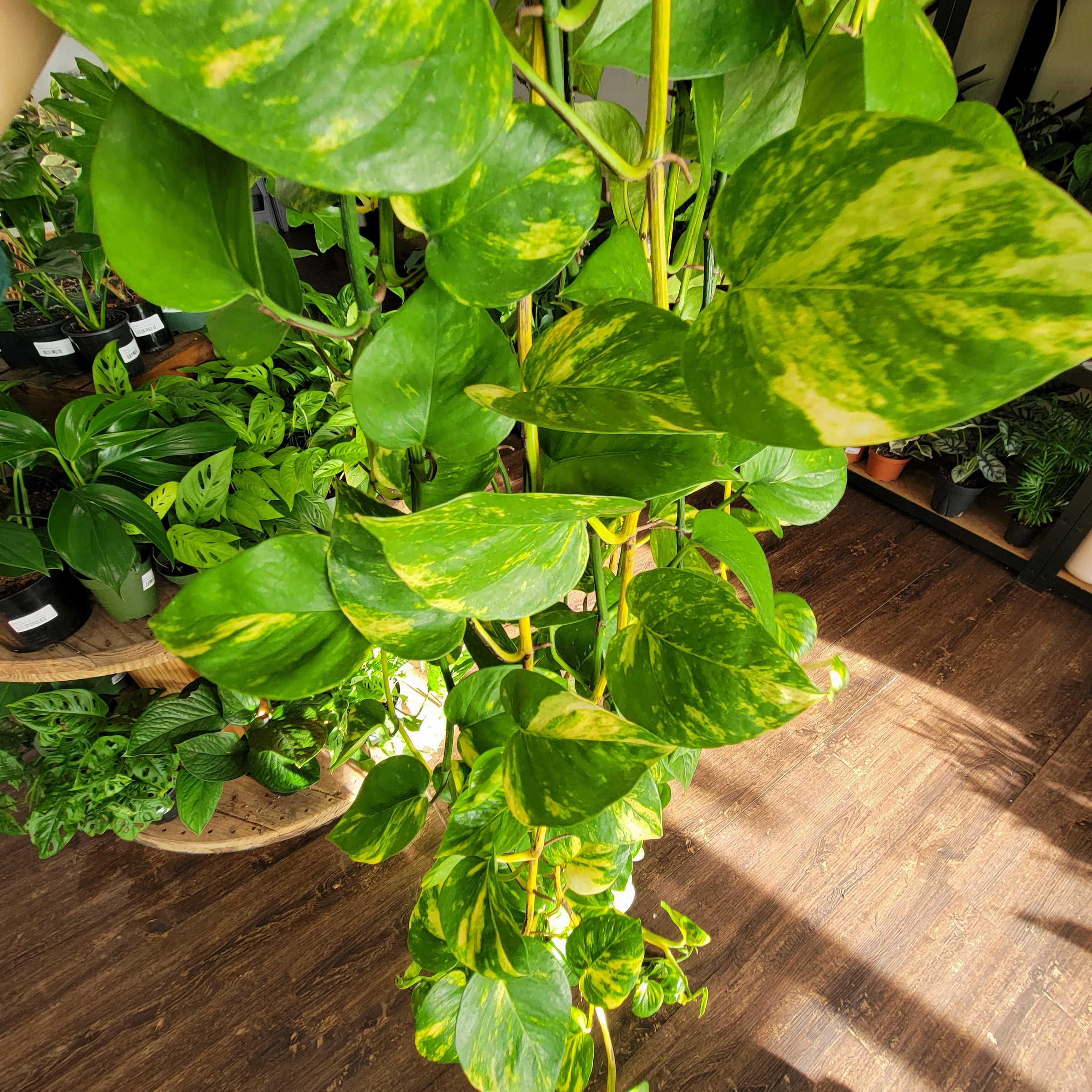 Golden Pathos Rash Epipremnum Aureum Golden Pothos