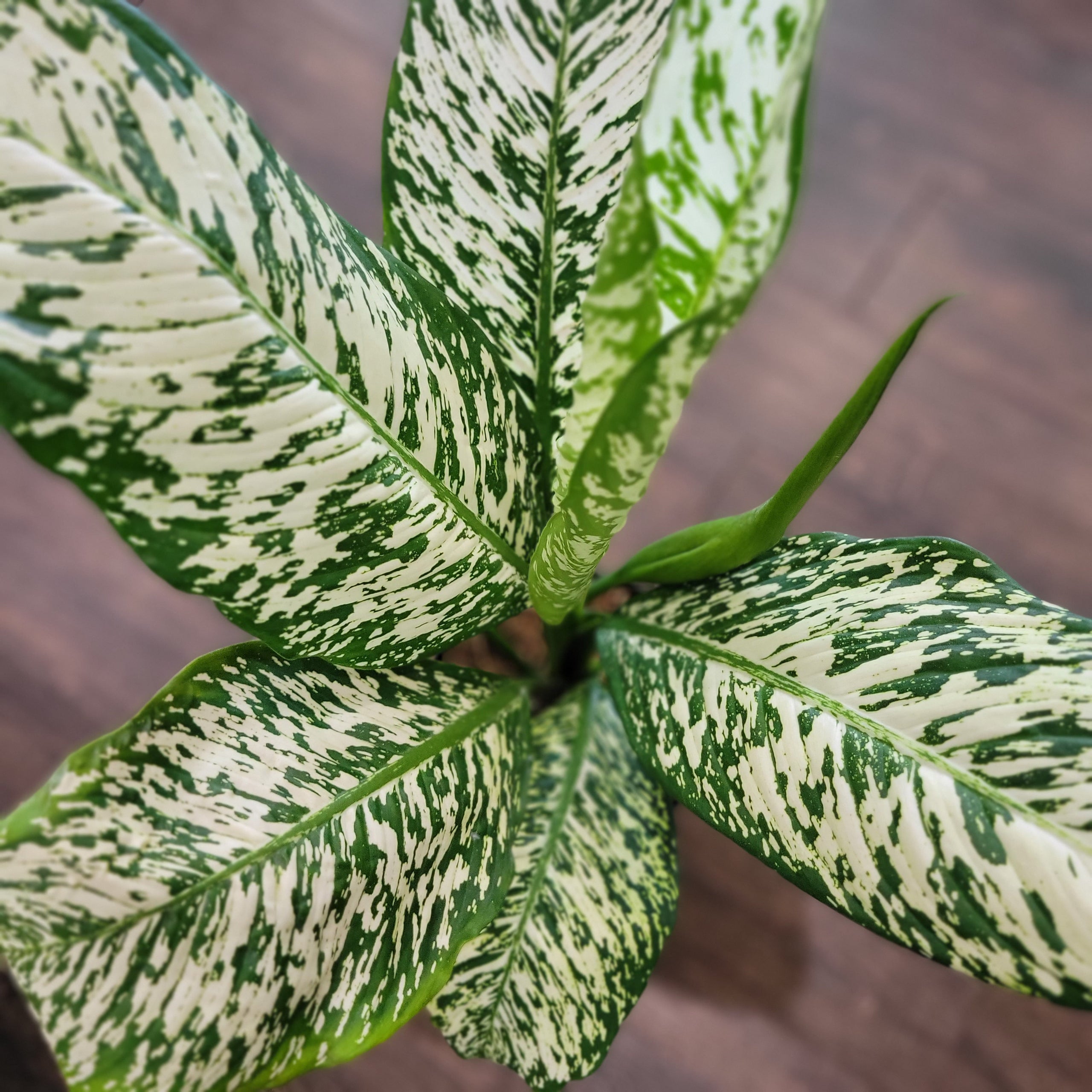 Dieffenbachia White Etna 8" | Plantstay | Gainesville Houseplant Shop