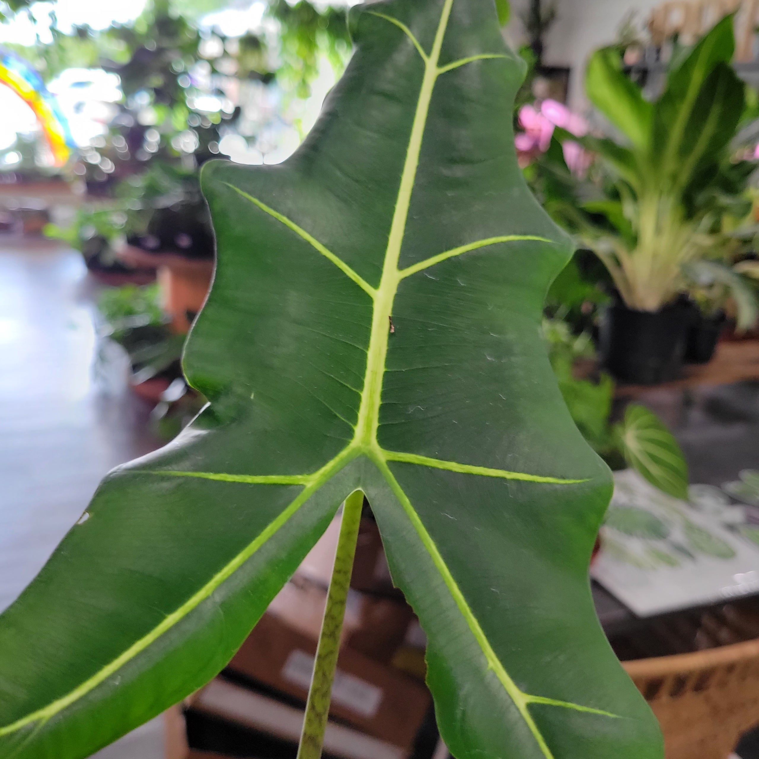 Alocasia Sarian 8 | Plantstay | Gainesville Houseplant Shop