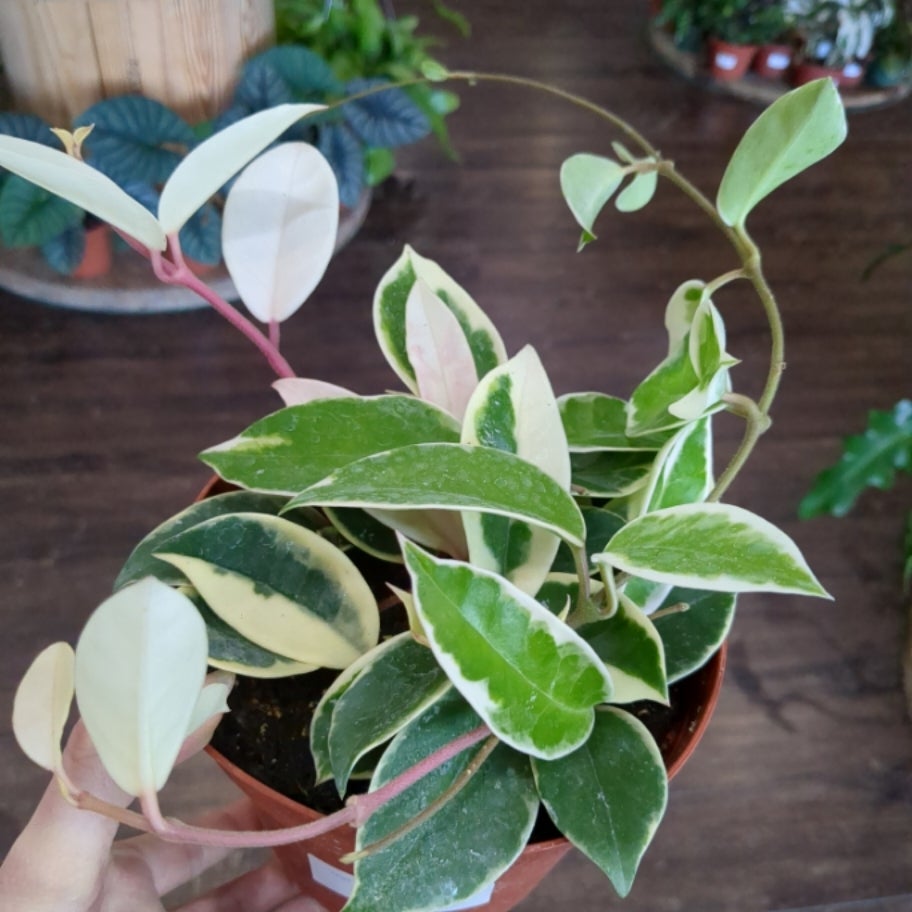 Hoya Carnosa &lsquo;Krimson Queen&rsquo; 6 | Plantstay | Gainesville Houseplant Shop
