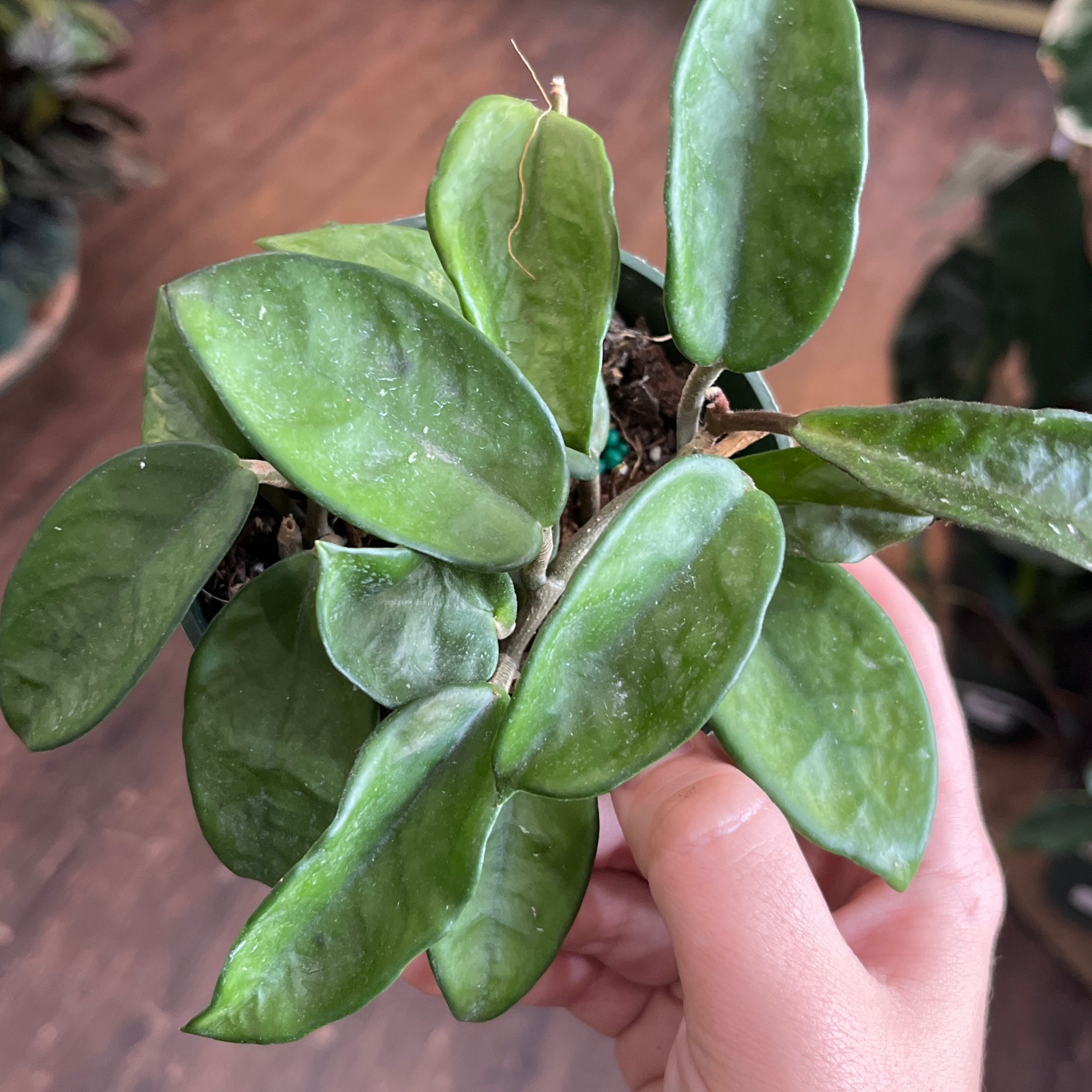 Hoya Carnosa Chelsea 4 Plantstay Gainesville Houseplant Shop hoya-carnosa-chelsea-4-plantstay-gainesville-houseplant-shop