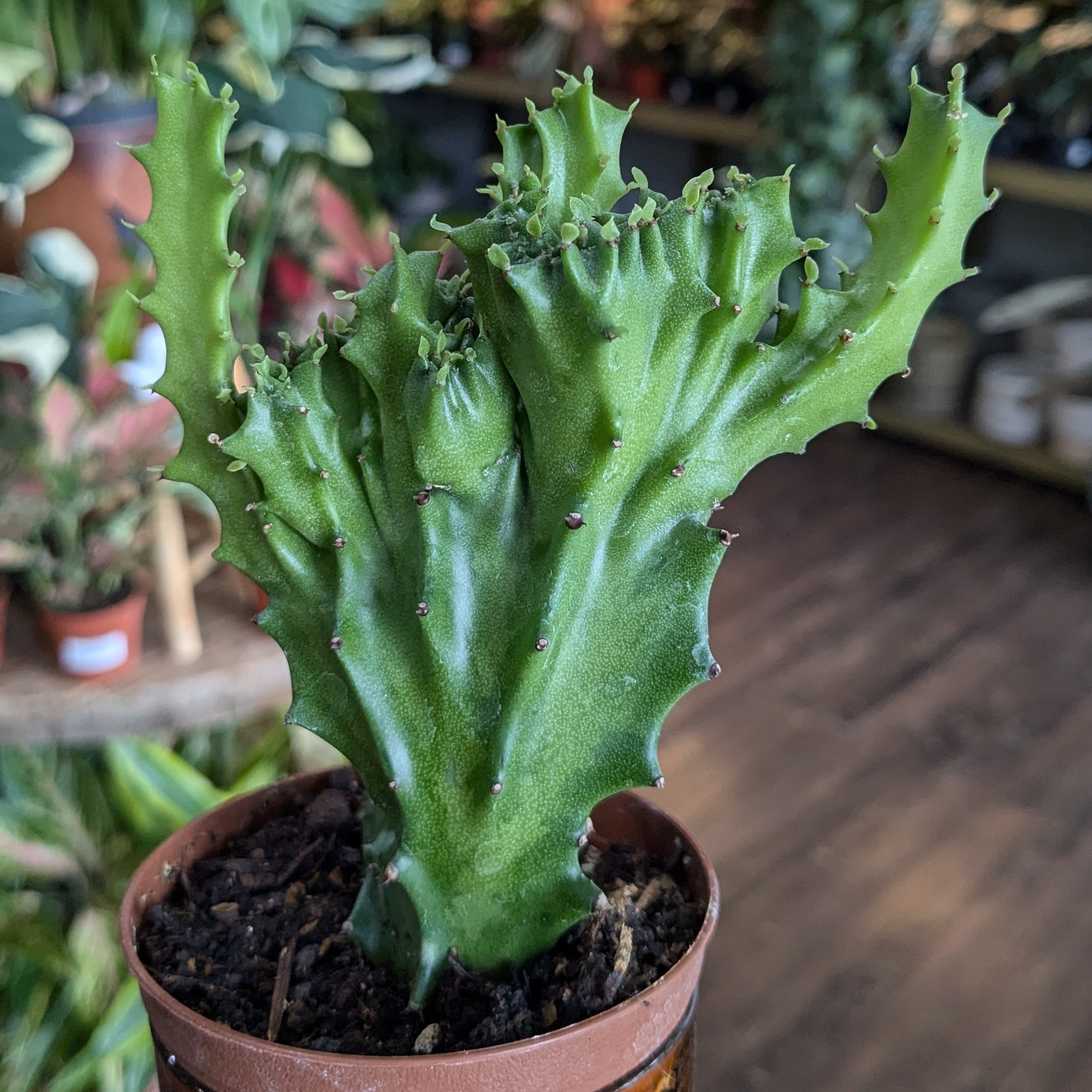 Euphorbia Lactea Cristata Coral Cactus 3 Plantstay Gainesville euphorbia-lactea-cristata-coral-cactus-3-plantstay-gainesville