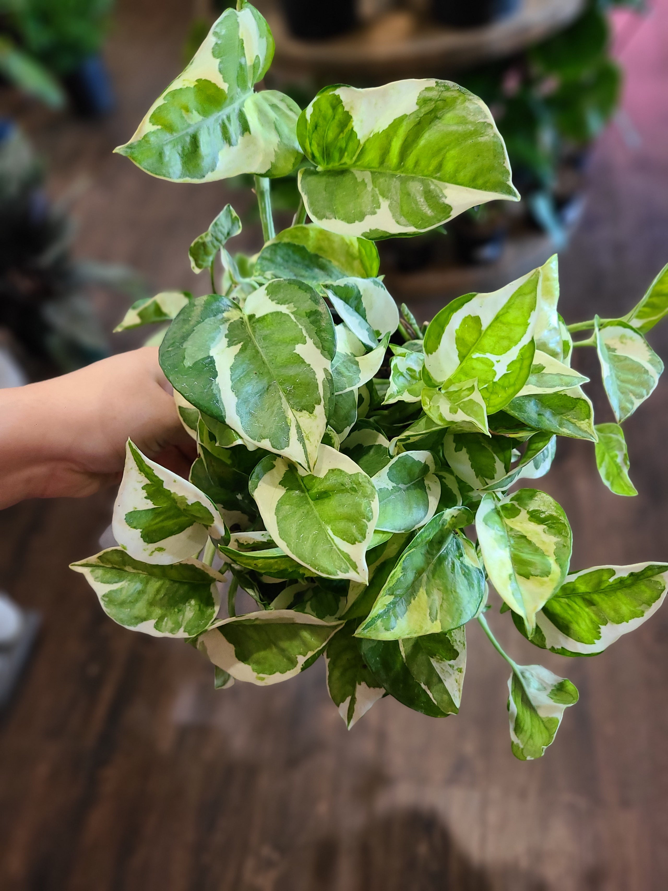 Epipremnum aureum n joy pothos 6 plantstay gainesville