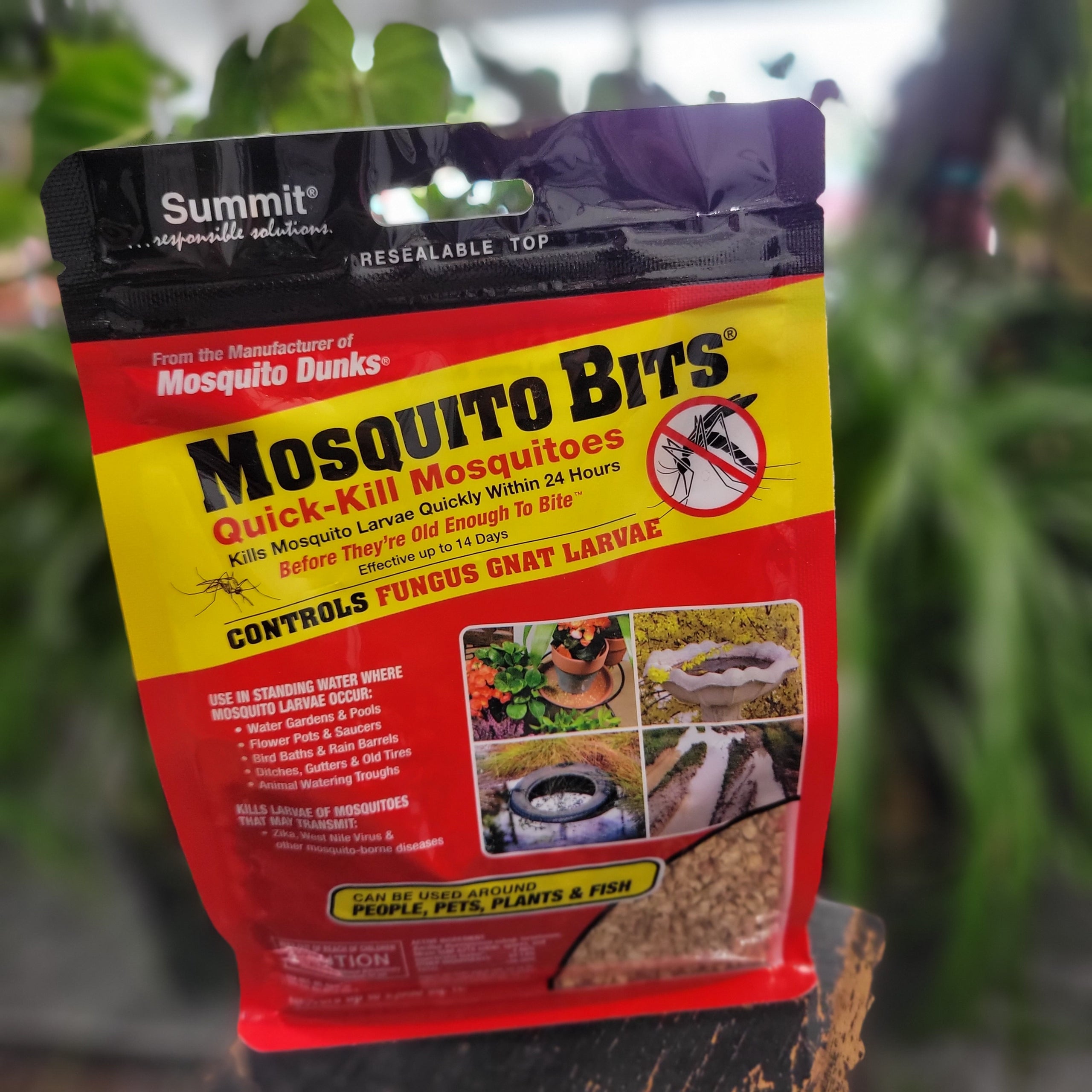 Mosquito bits Plantstay Gainesville Houseplant Shop