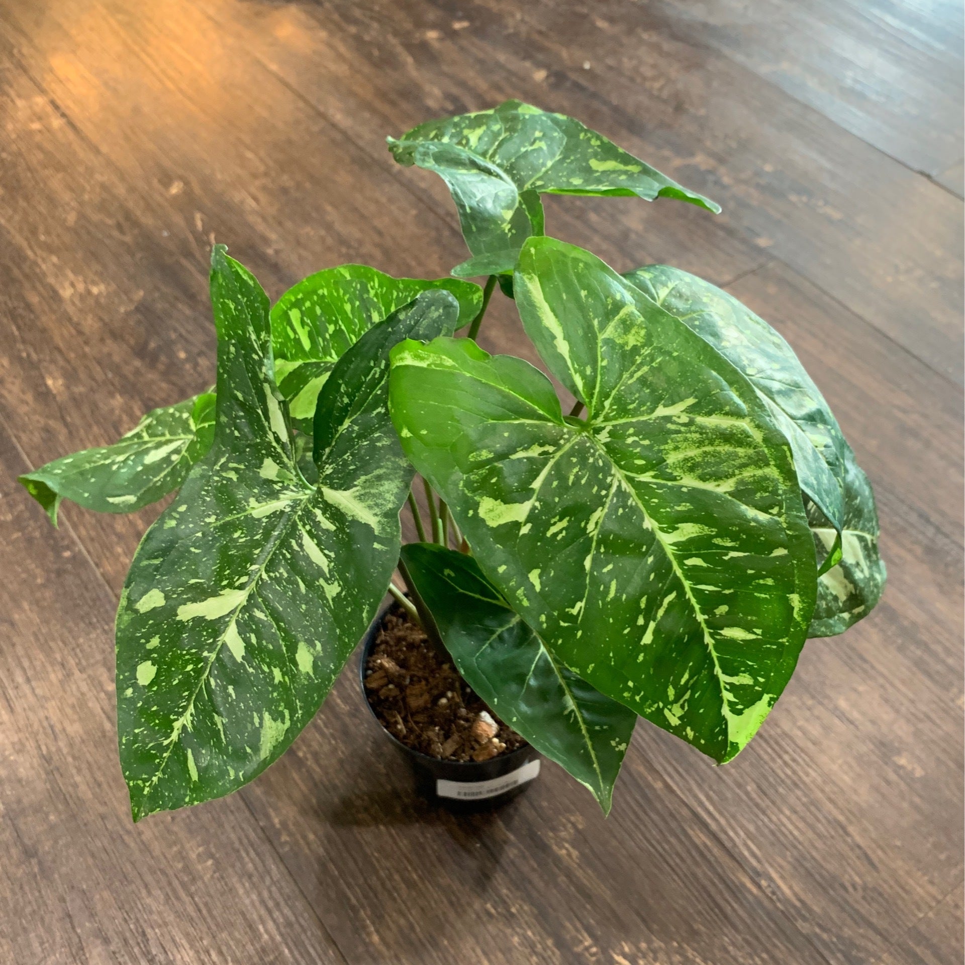 Syngonium Panda Galaxy 4 Plantstay Gainesville Houseplant Shop syngonium-panda-galaxy-4-plantstay-gainesville-houseplant-shop