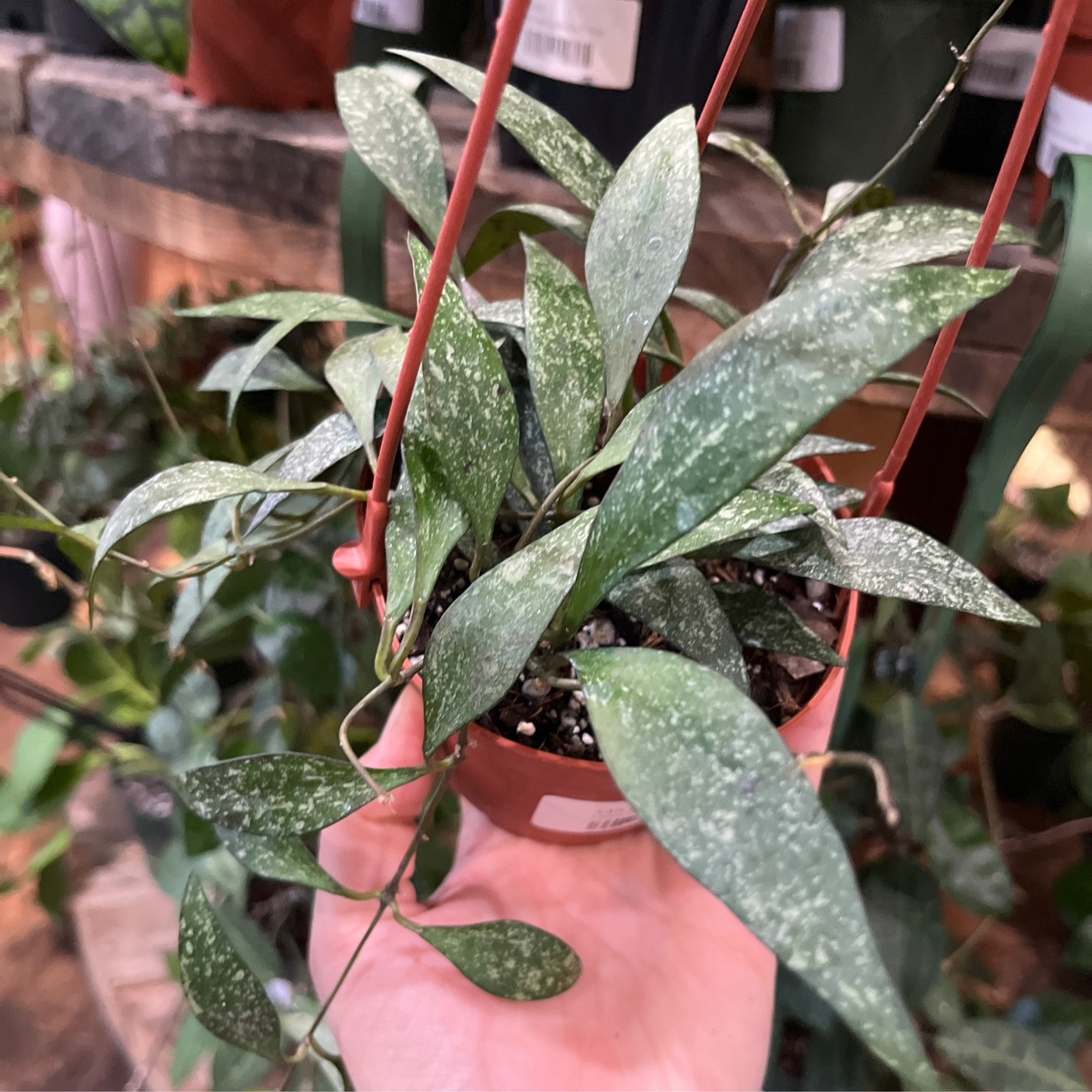 Hoya Parviflora 4" HB | Plantstay | Gainesville Houseplant Shop