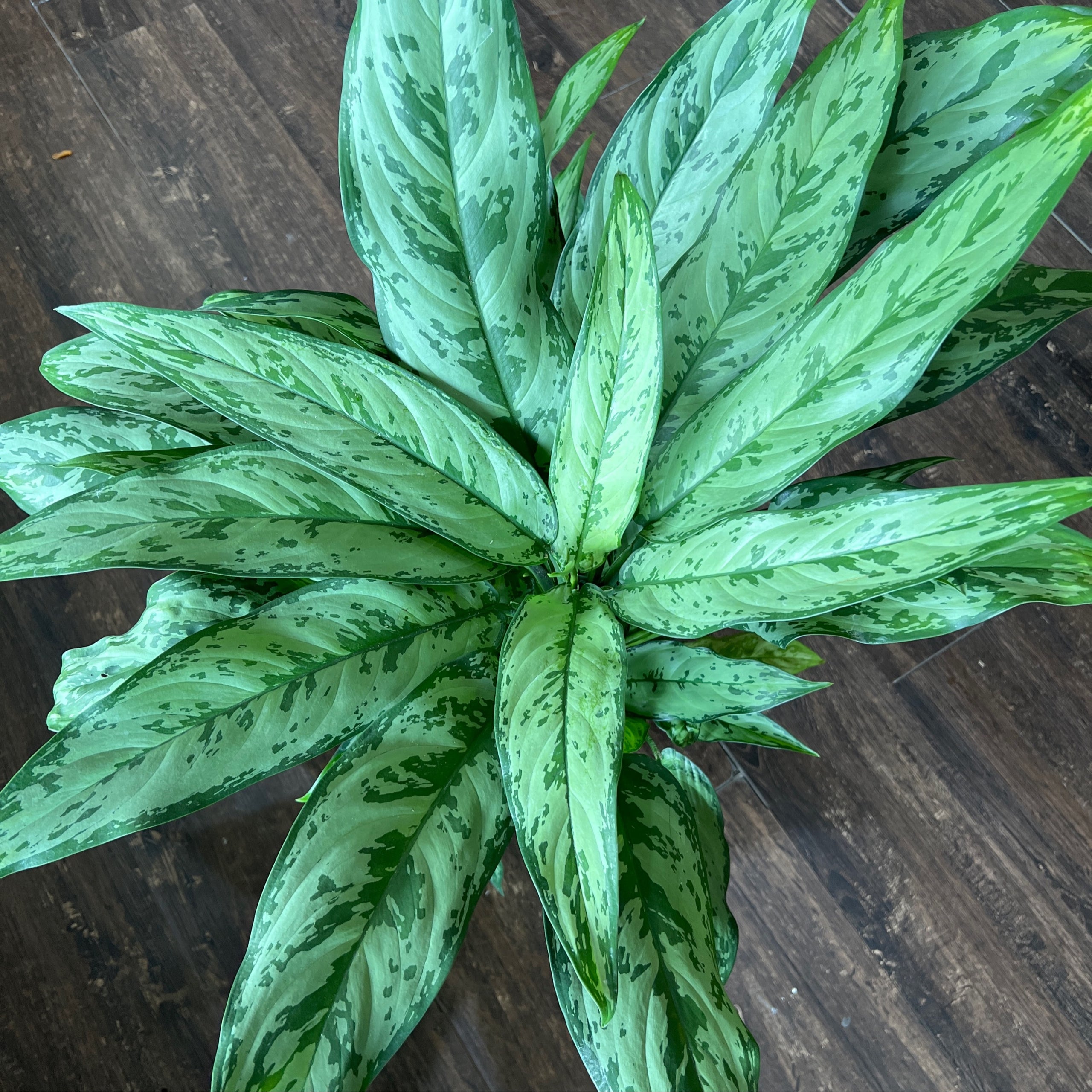 Aglaonema 'Romeo' 10" | Plantstay | Gainesville Houseplant Shop