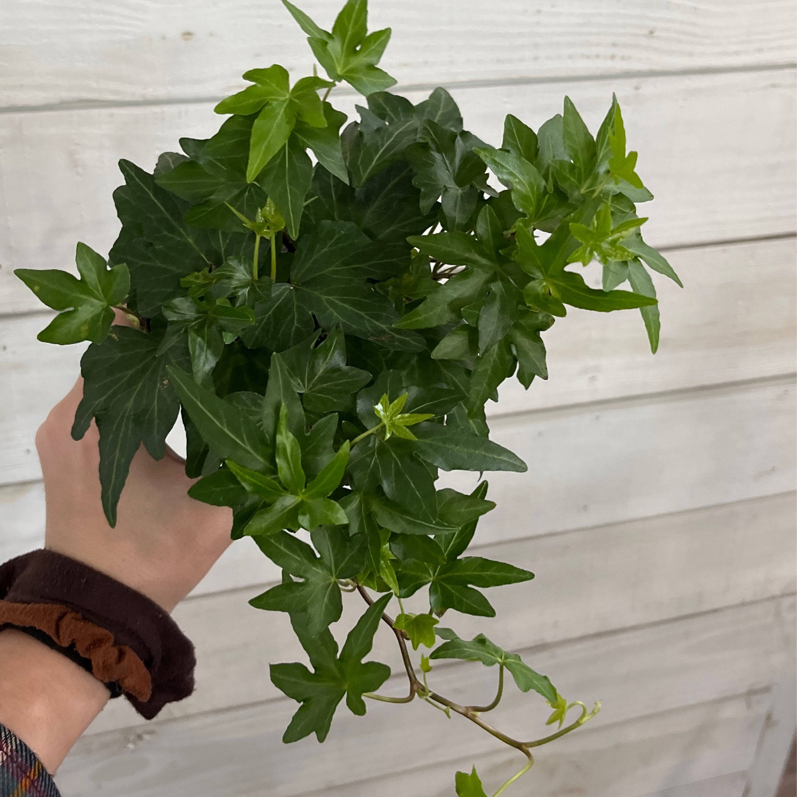 Needlepoint Ivy 4" Plantstay Gainesville Houseplant Shop