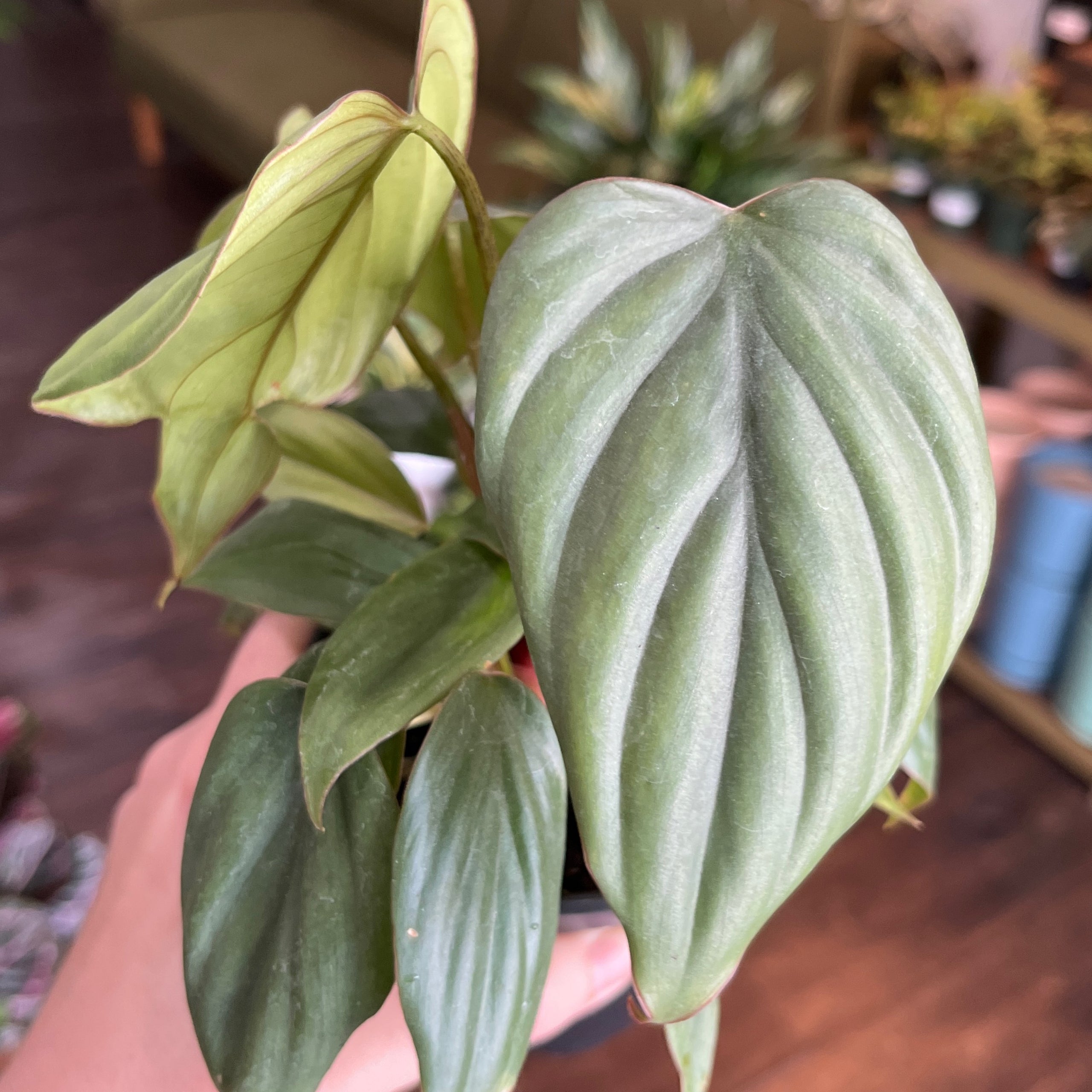 Philodendron sp Columbia | Plantstay | Gainesville Houseplant Shop