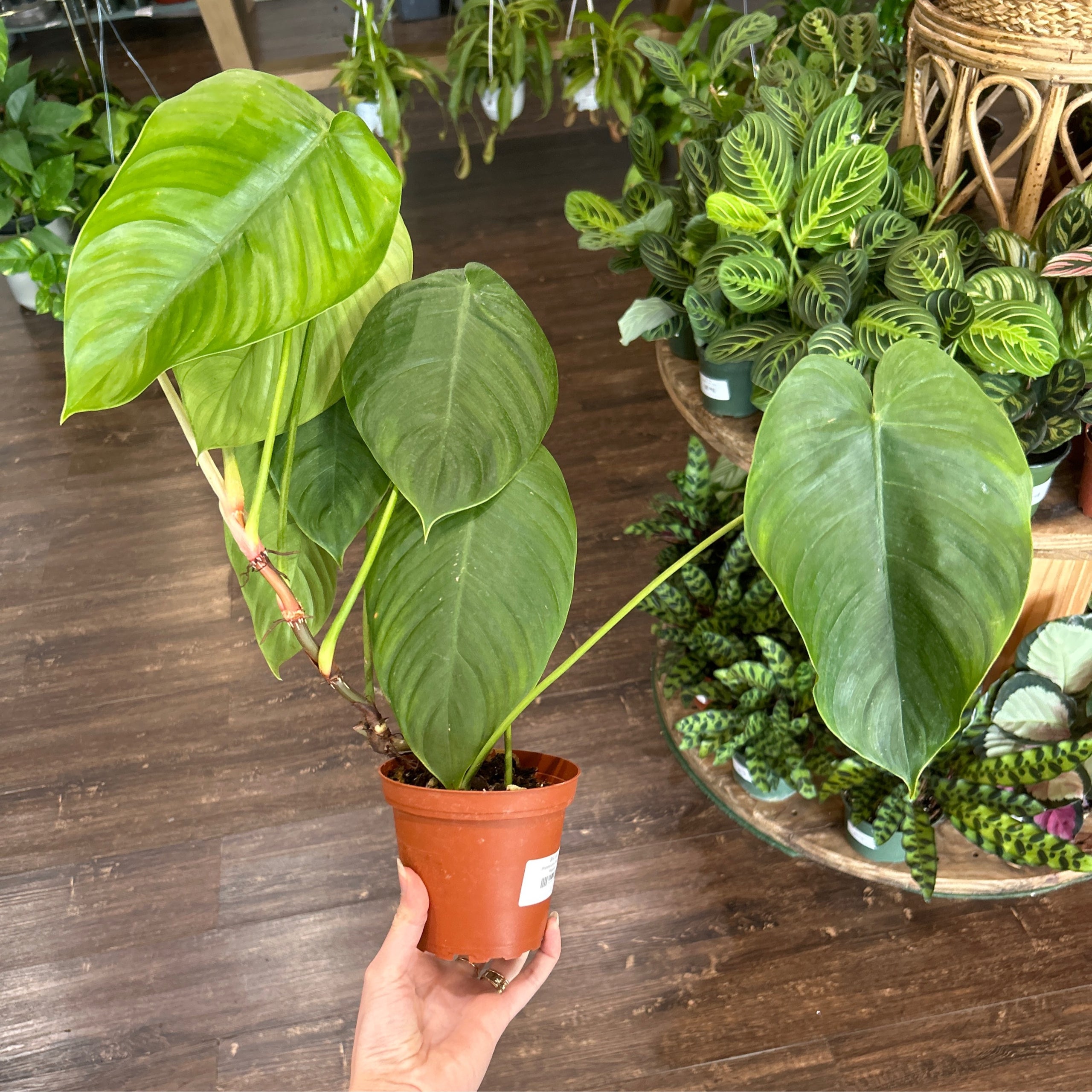 Philodendron Tenue 6