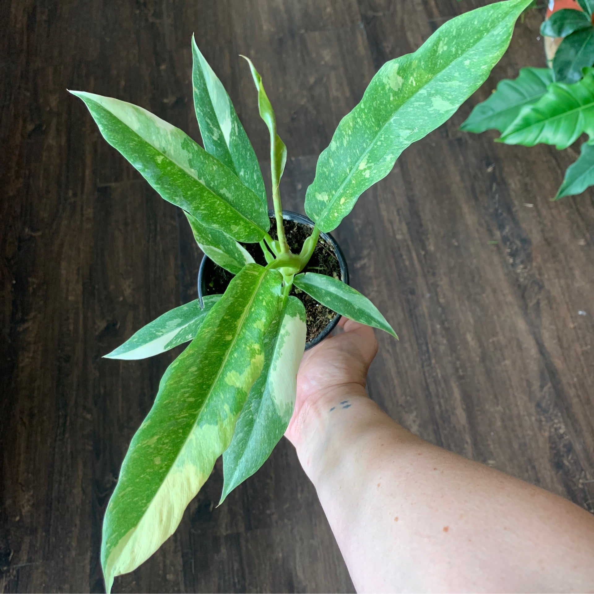 Philodendron Ring Of Fire 4 Plantstay Gainesville Houseplant Shop philodendron-ring-of-fire-4-plantstay-gainesville-houseplant-shop