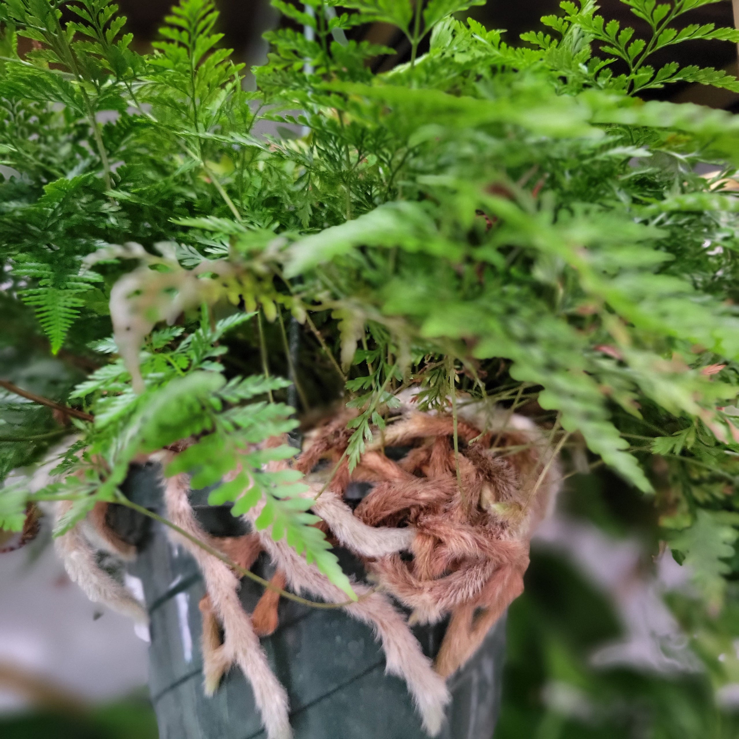 Rabbit's Foot Fern 8" HB Davallia fejeensis Plantstay Gainesville